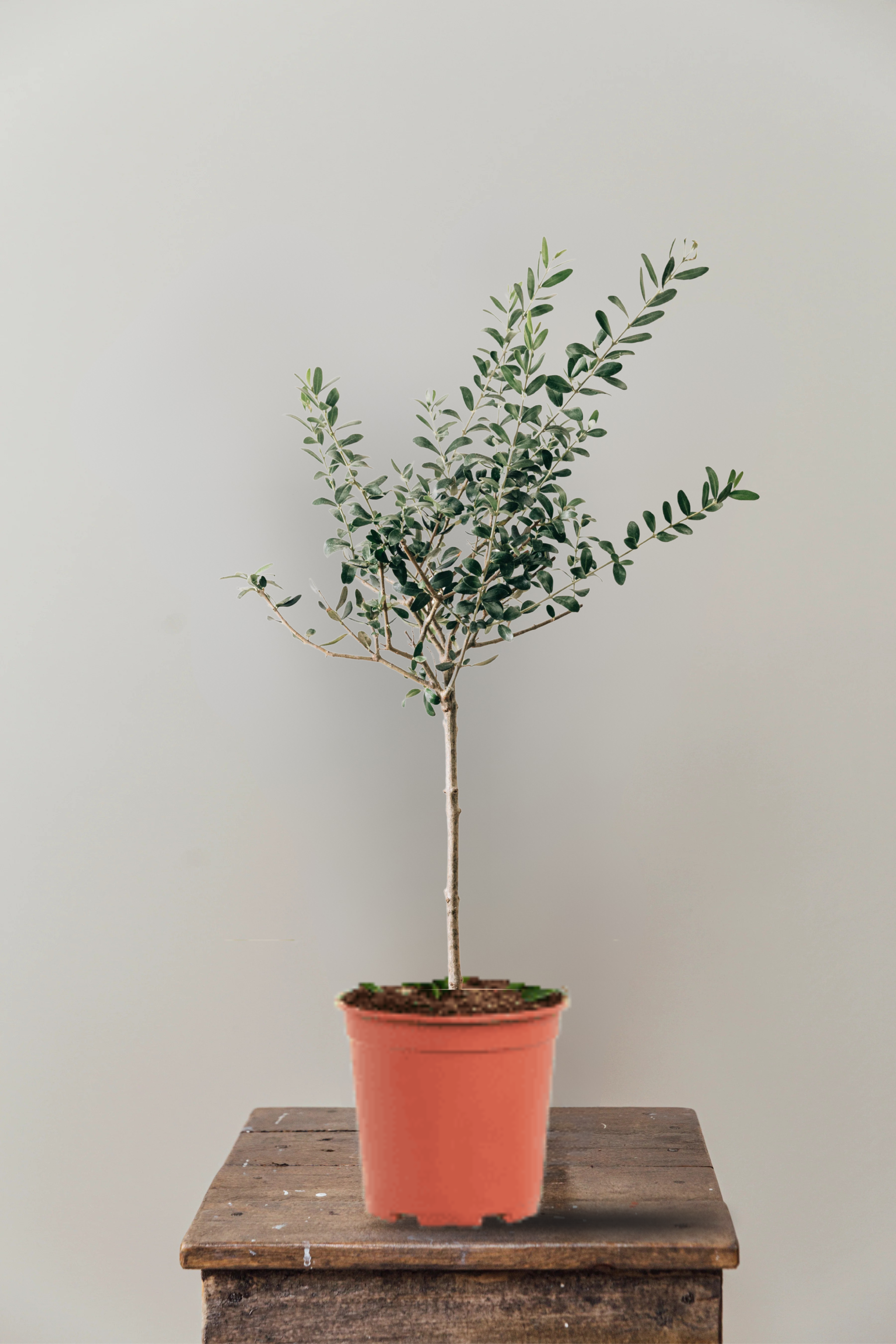 Olive L.