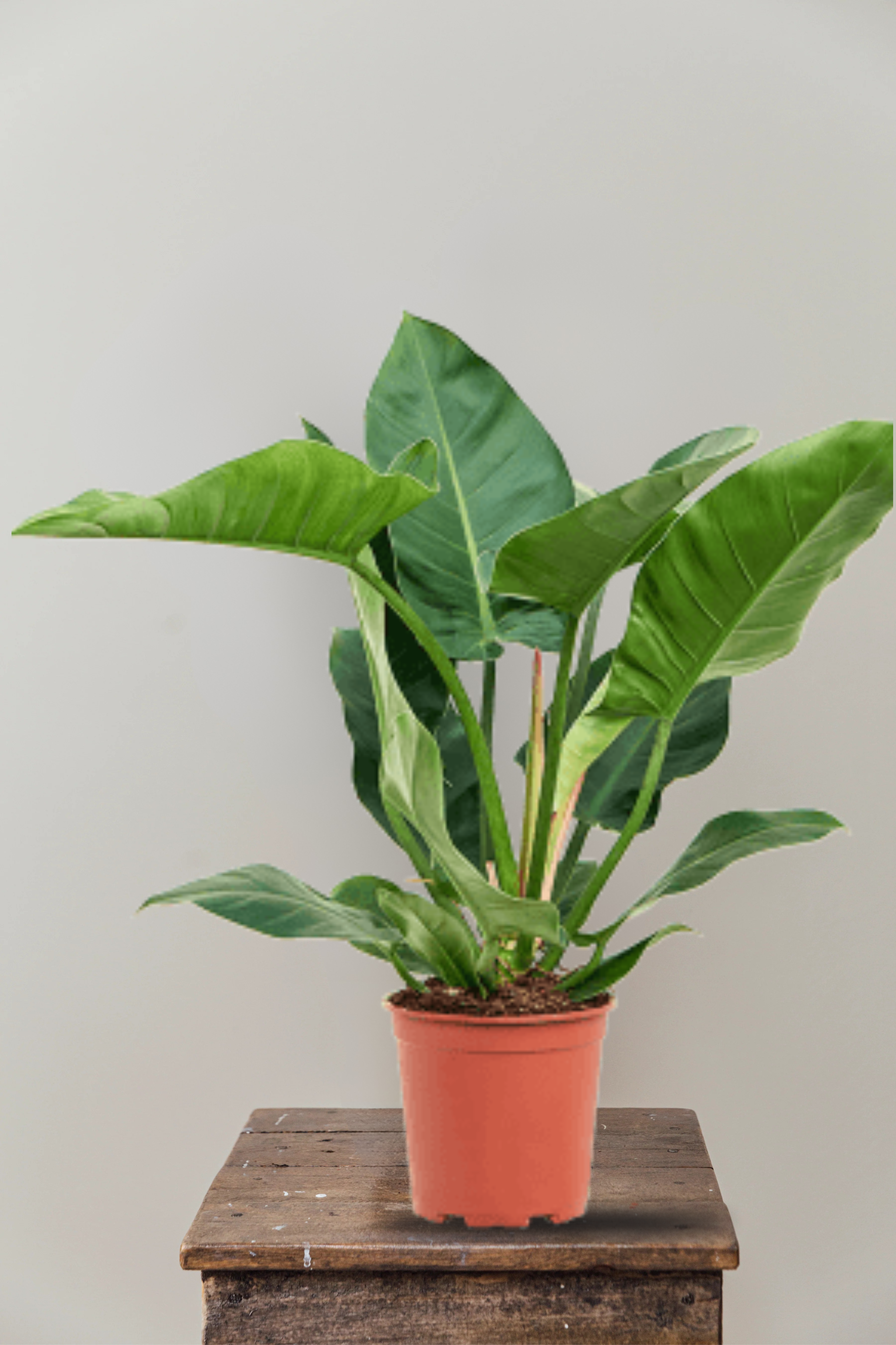 Green Imperial