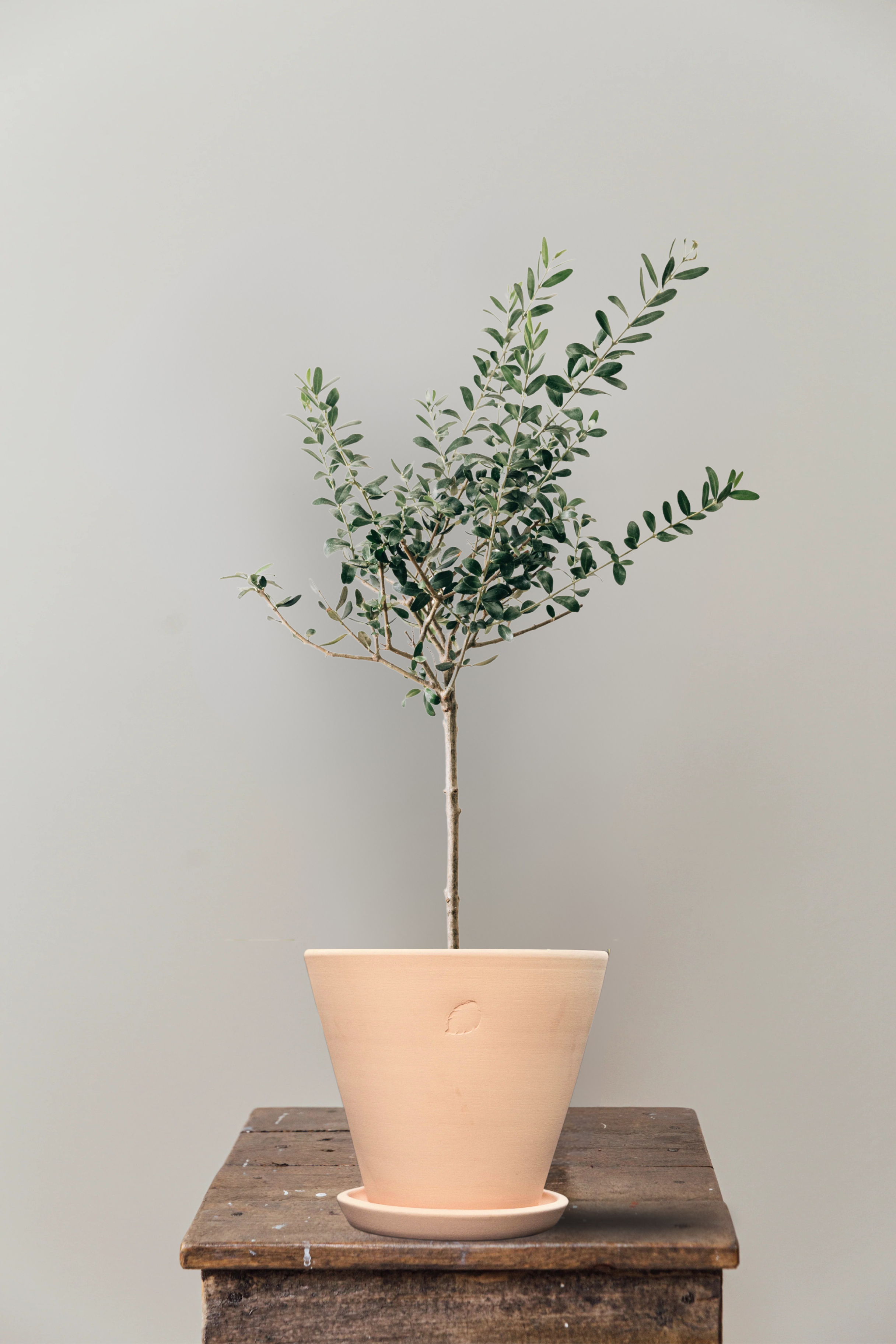 Olive L Sahara Çömlek Saksılı
