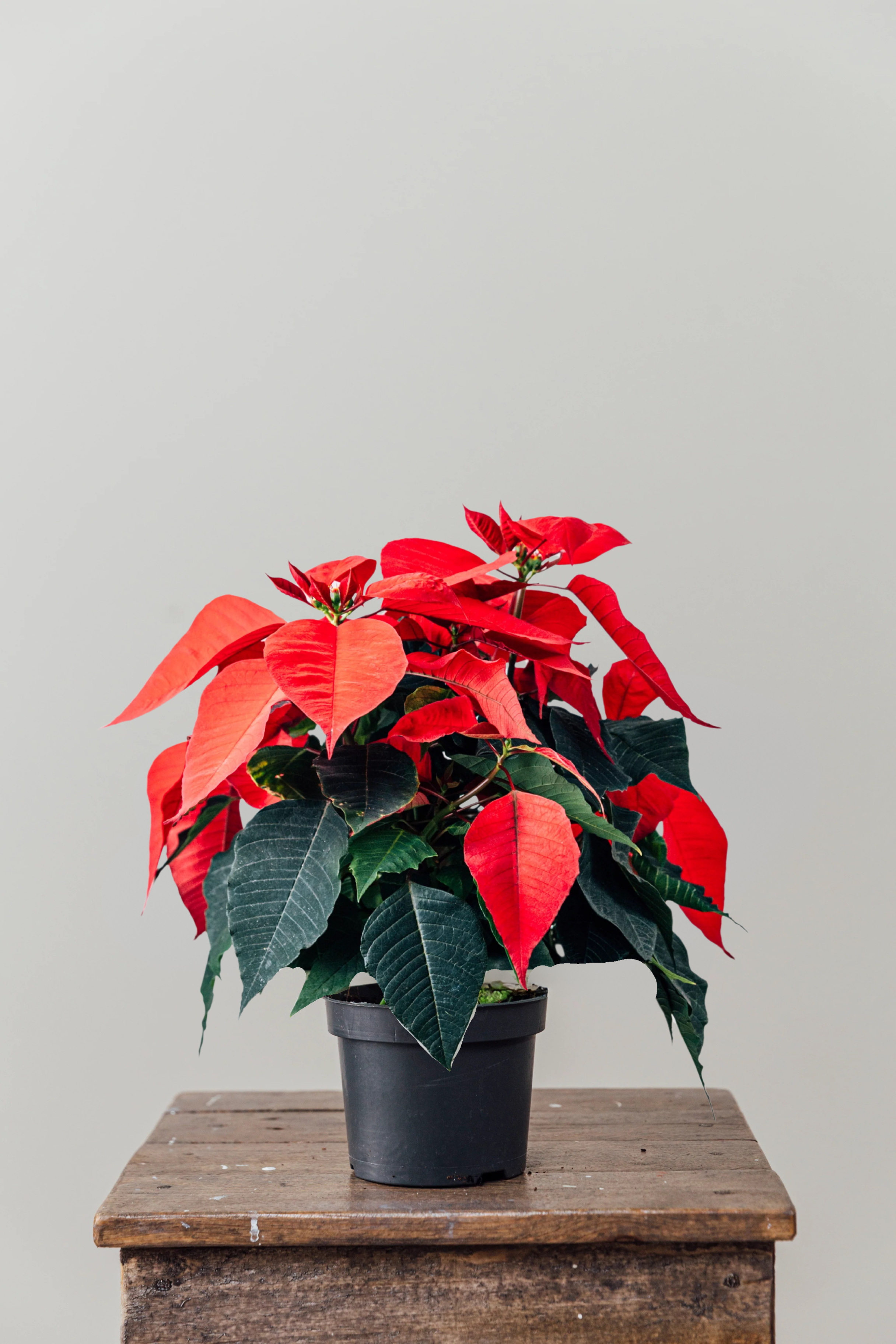 Poinsettia (Atatürk Çiçeği)