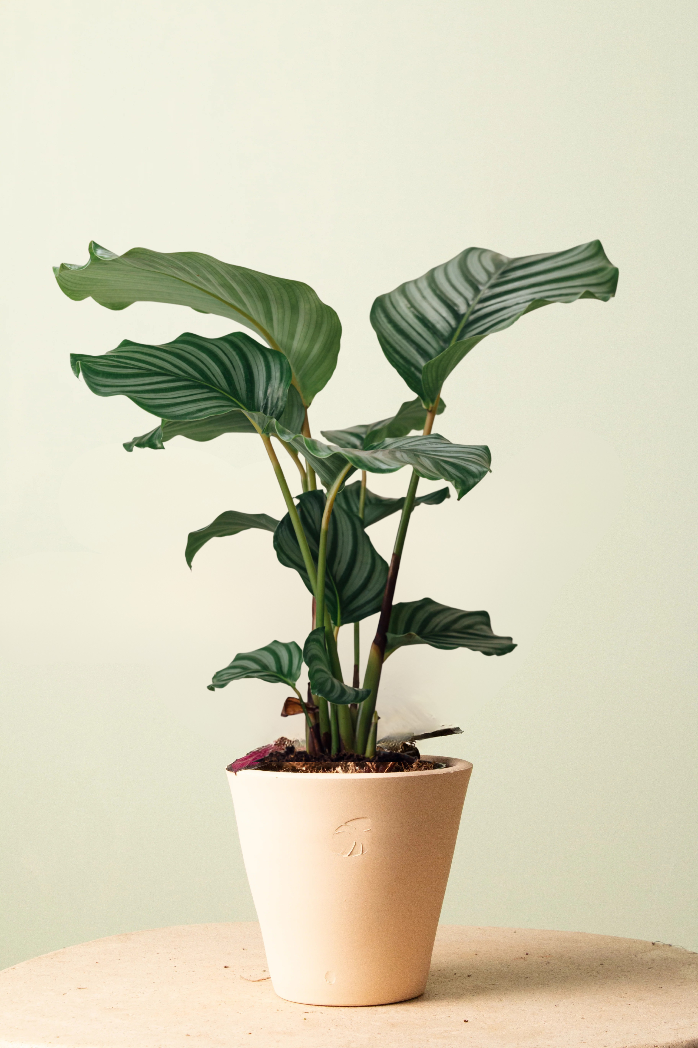 Orbifolia Sahara Çömlek Saksılı