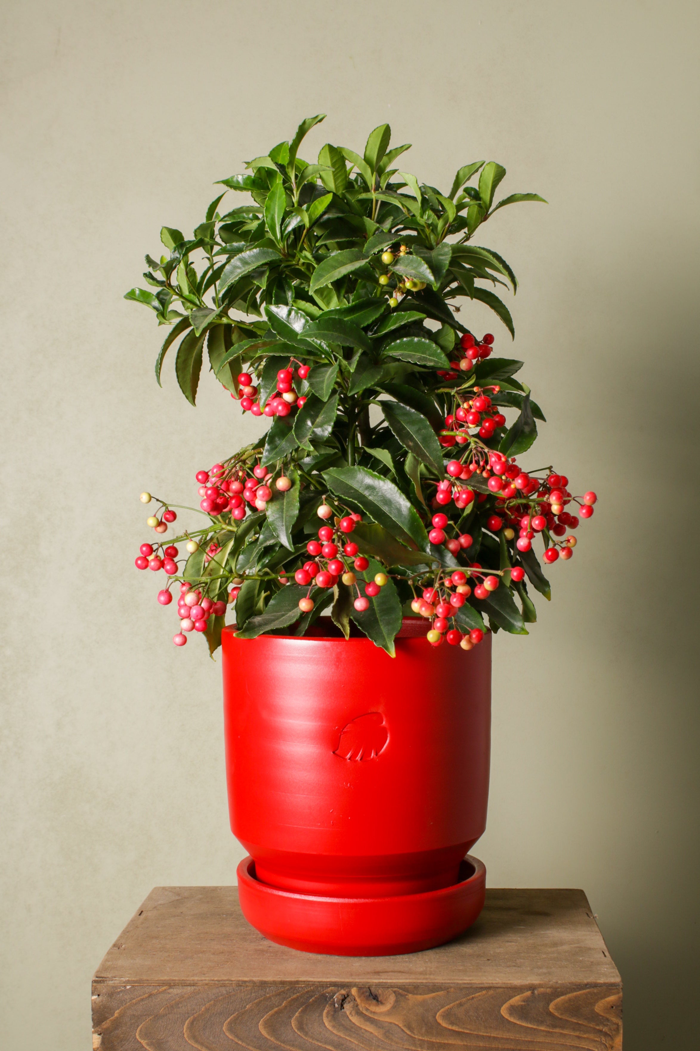 Christmas Berry (Ardisia)