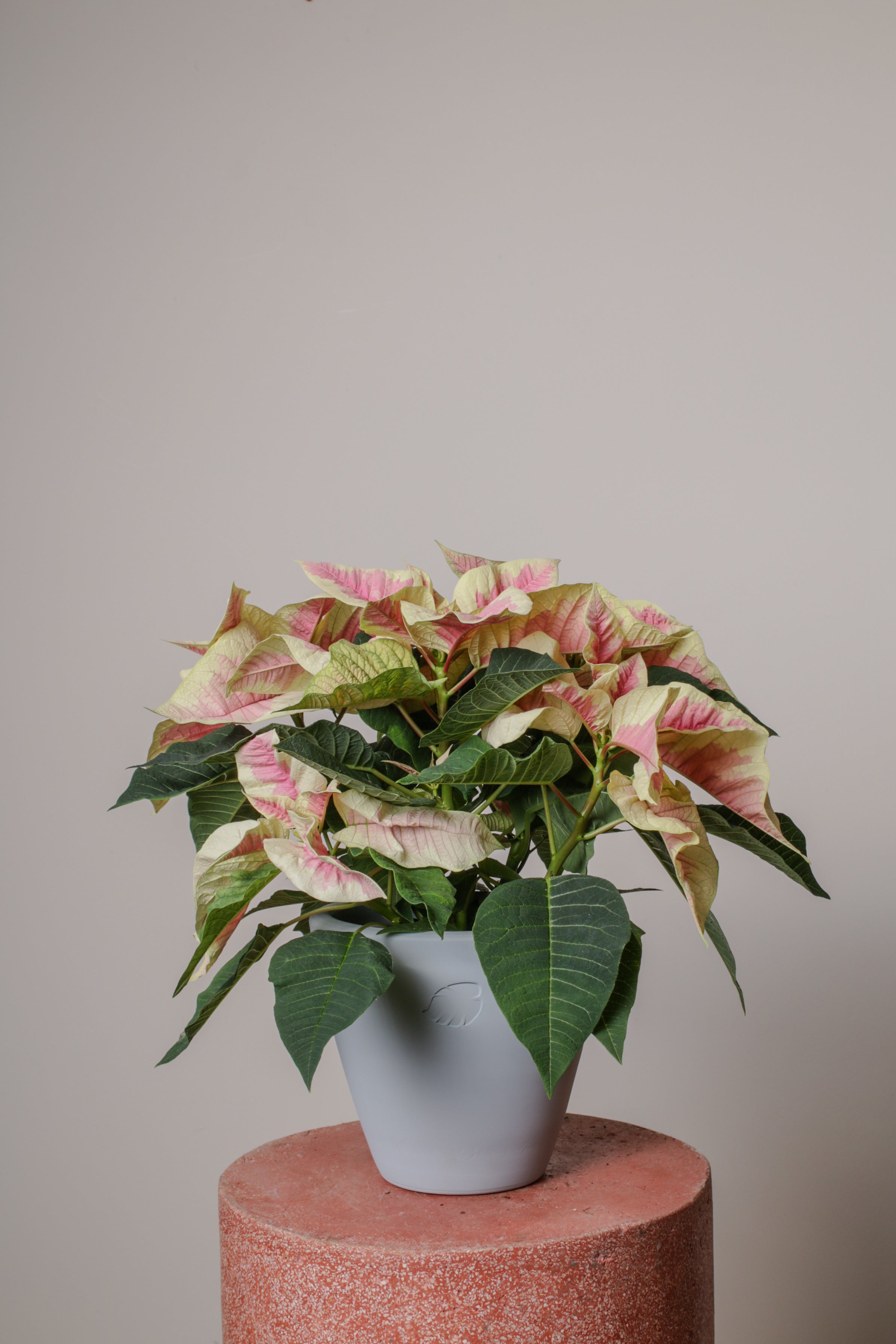 Pink Poinsettia