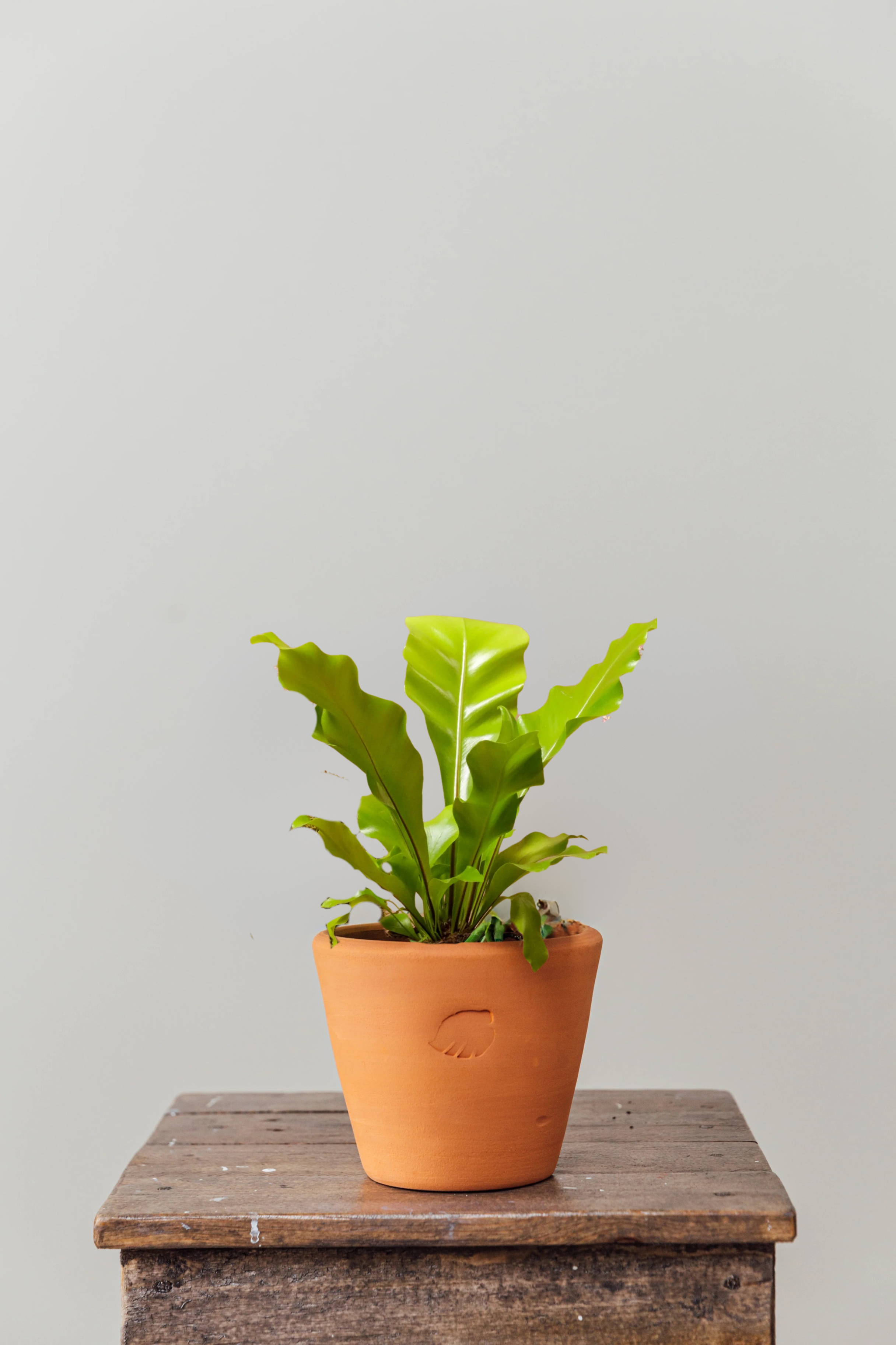 Birdy Jr Clay Çömlek Saksılı