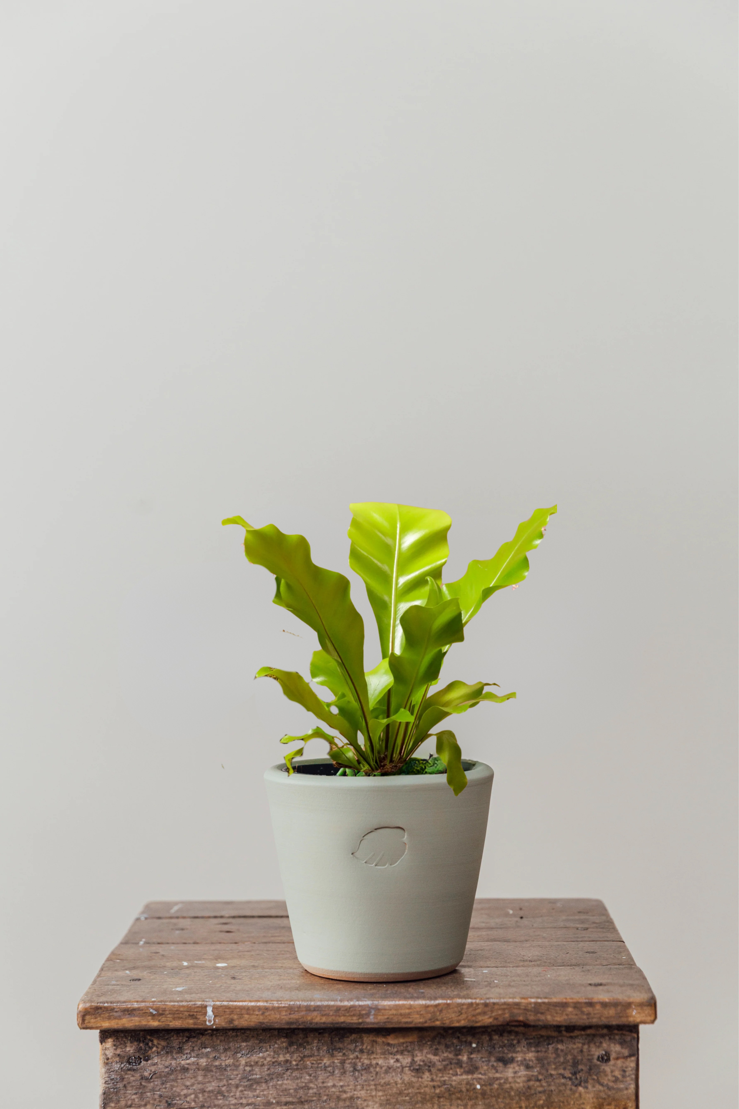 Birdy Jr Mint Çömlek Saksılı
