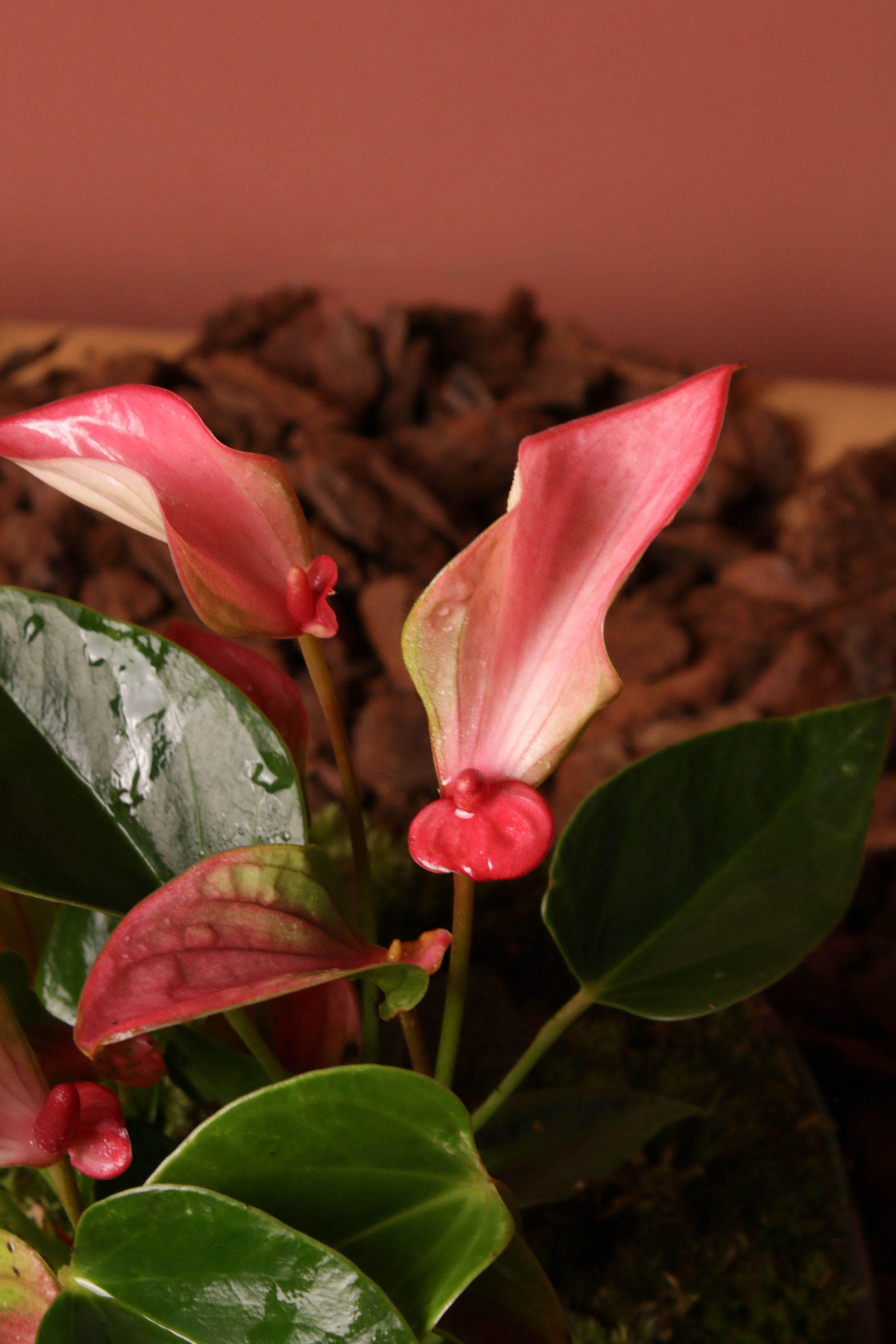 Pink Colette