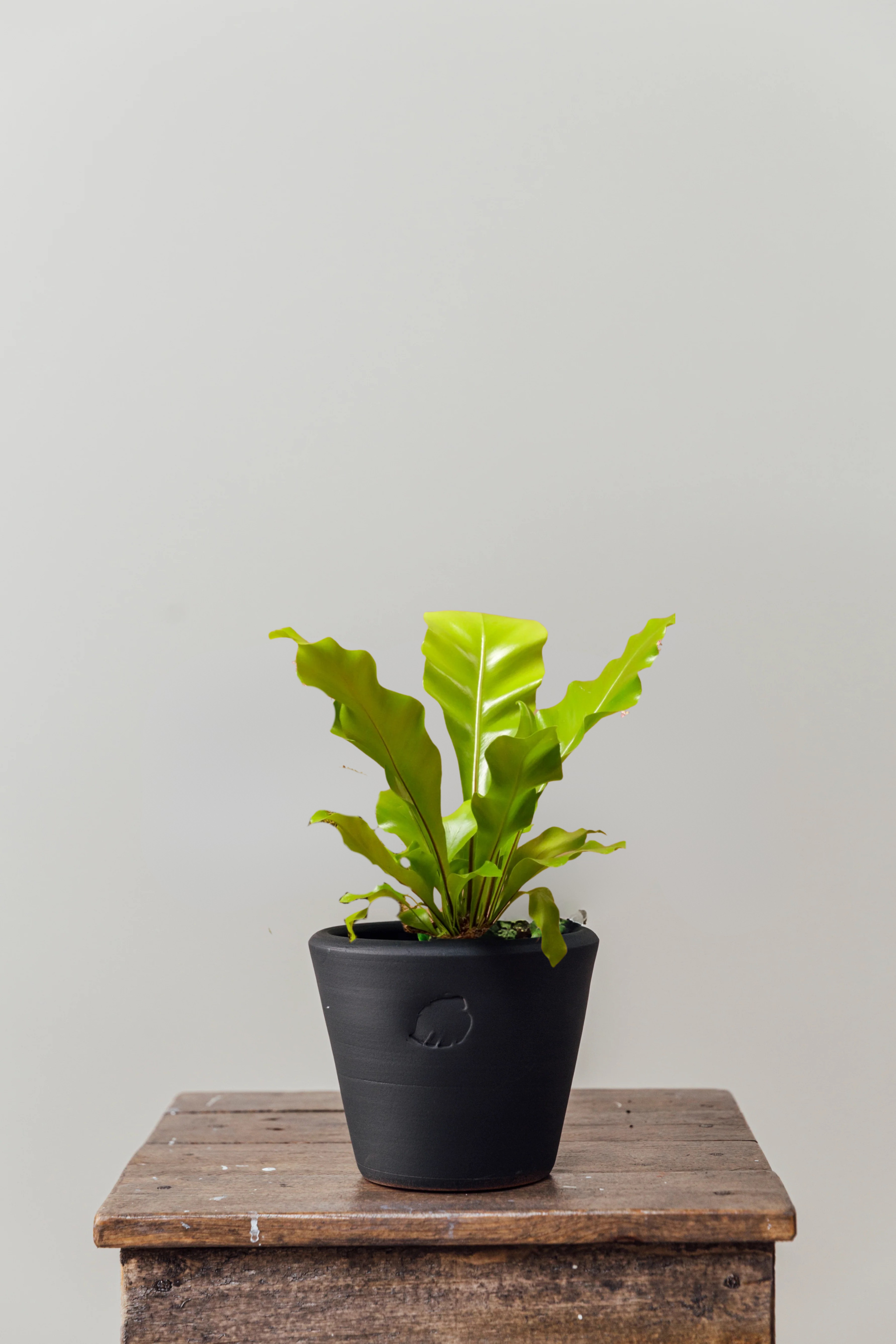Birdy Jr Coal Çömlek Saksılı