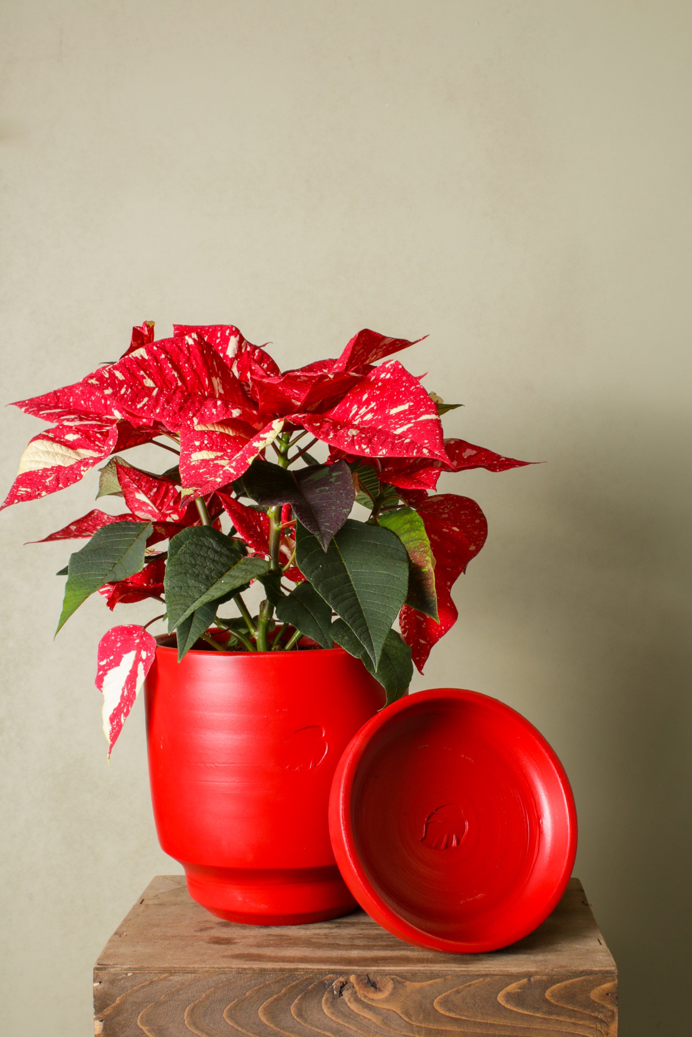 Santa (Poinsettia)