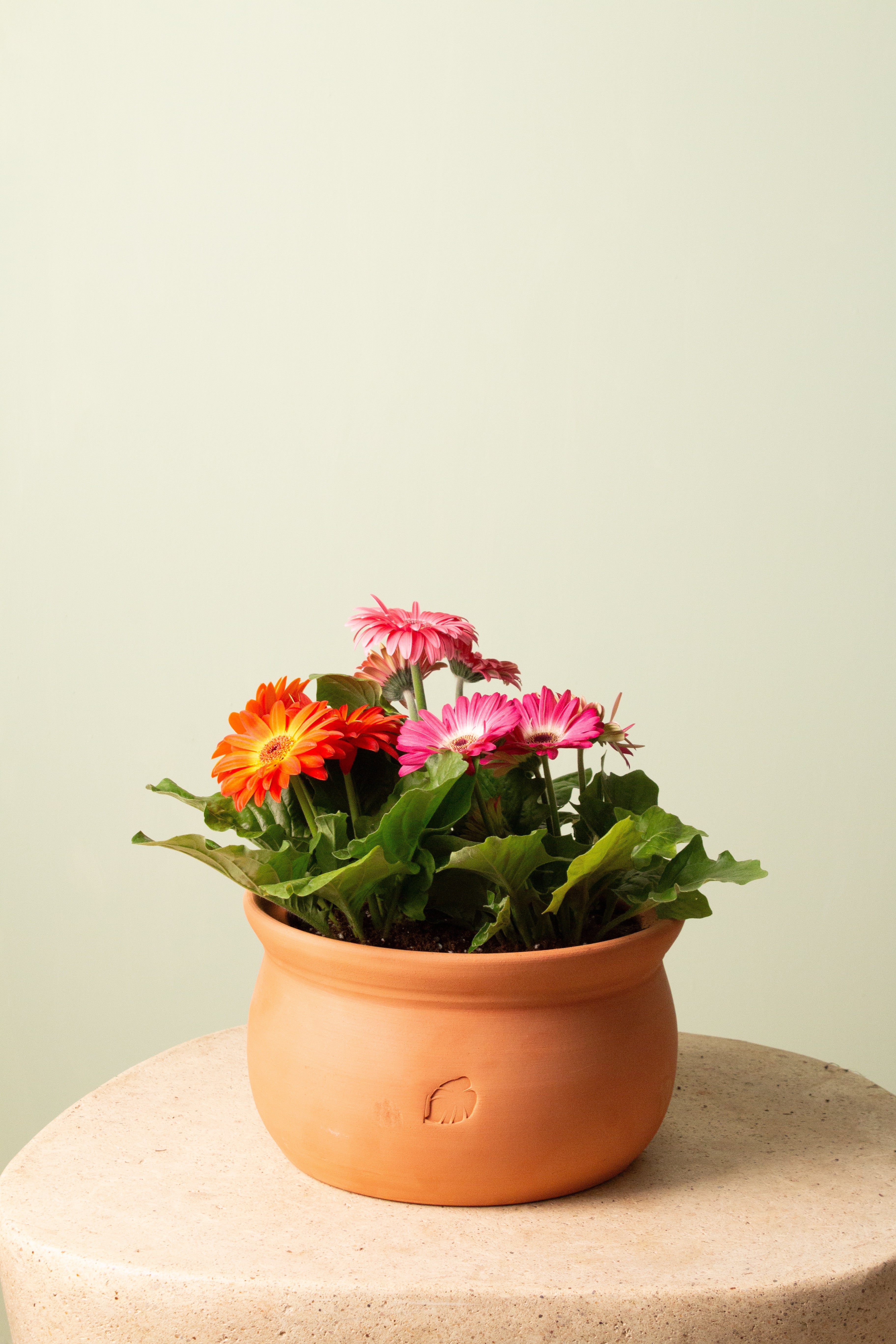 Cup of Gerbera