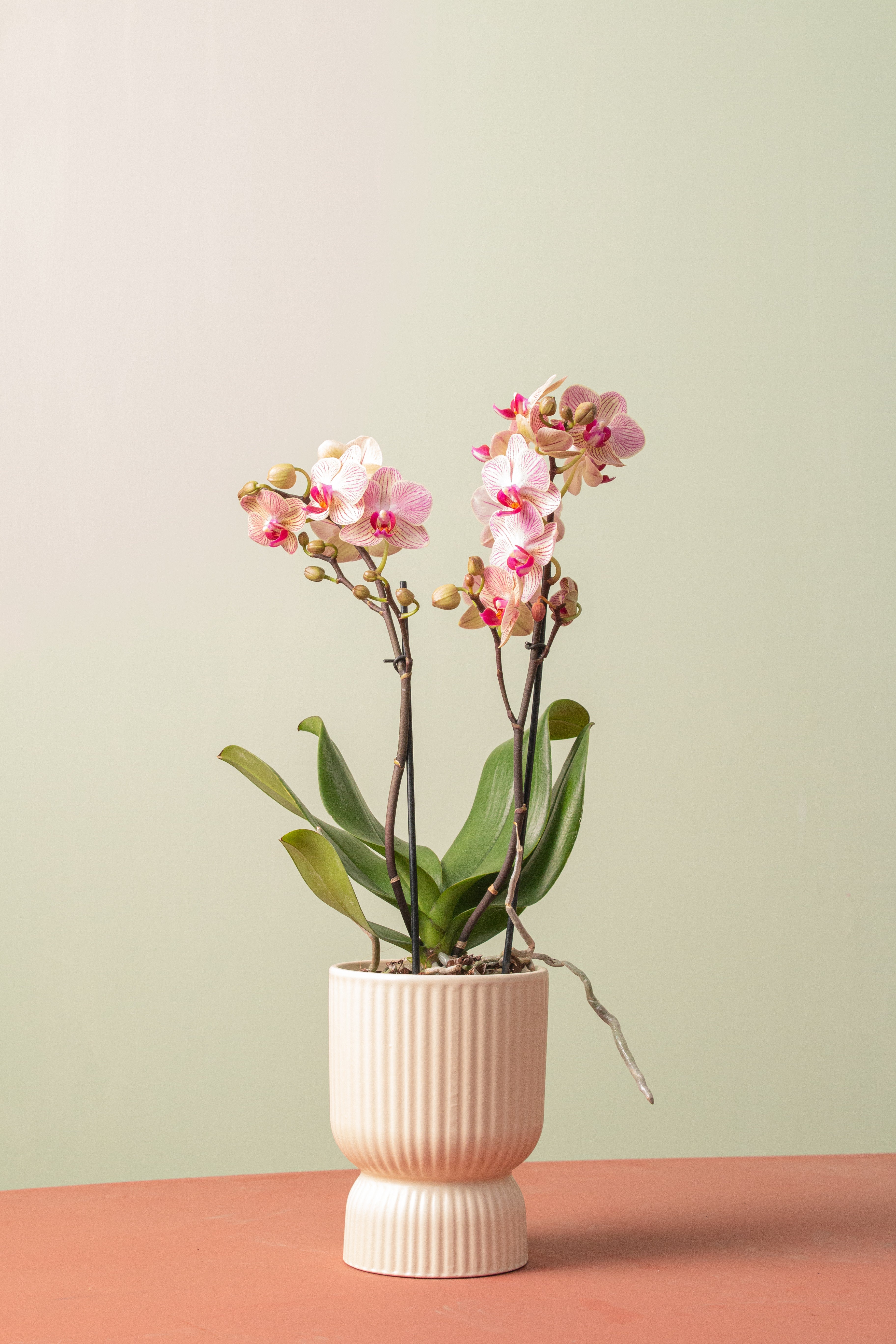 Bloom Duet (Orkide Seti)