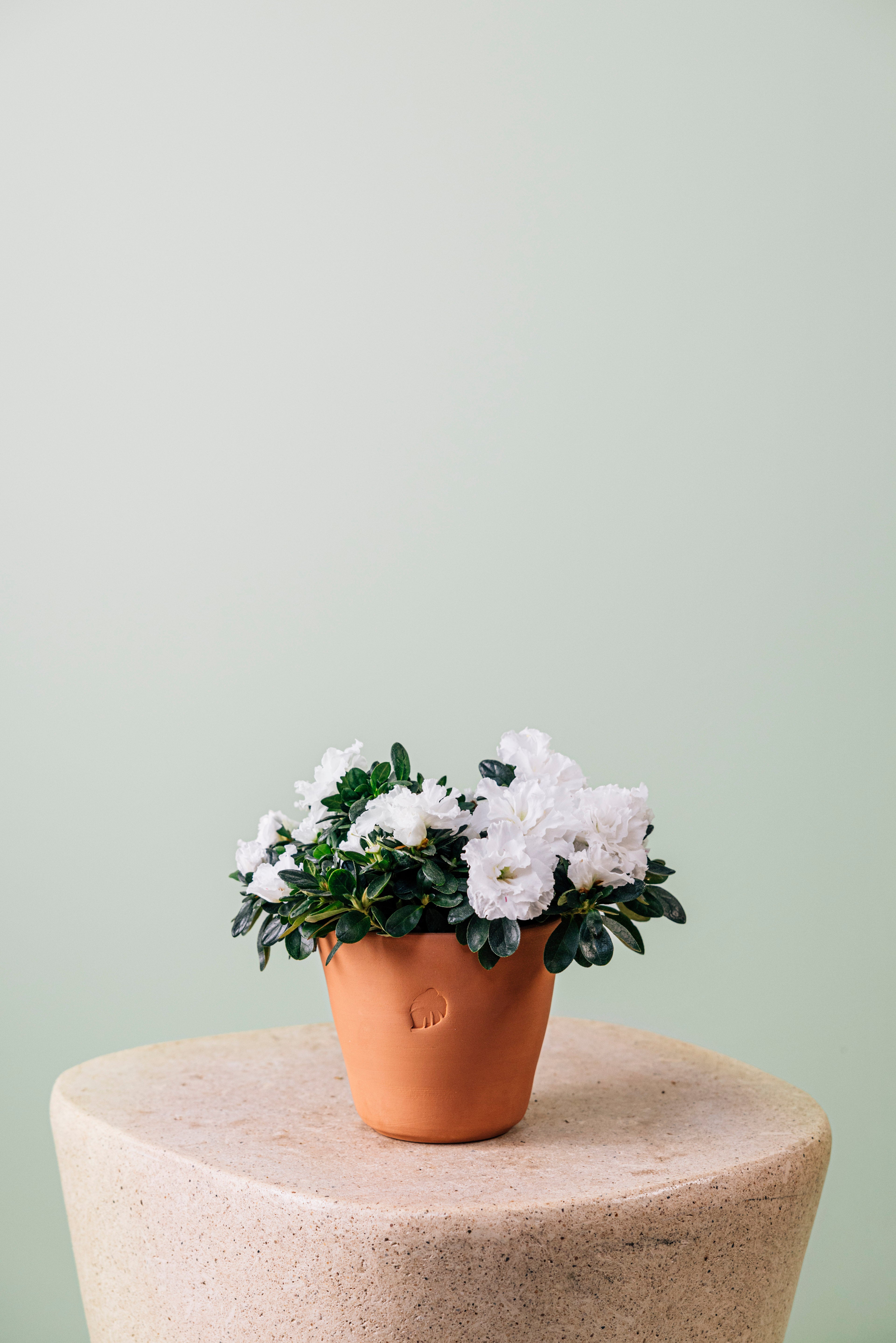 Variegated Azalea