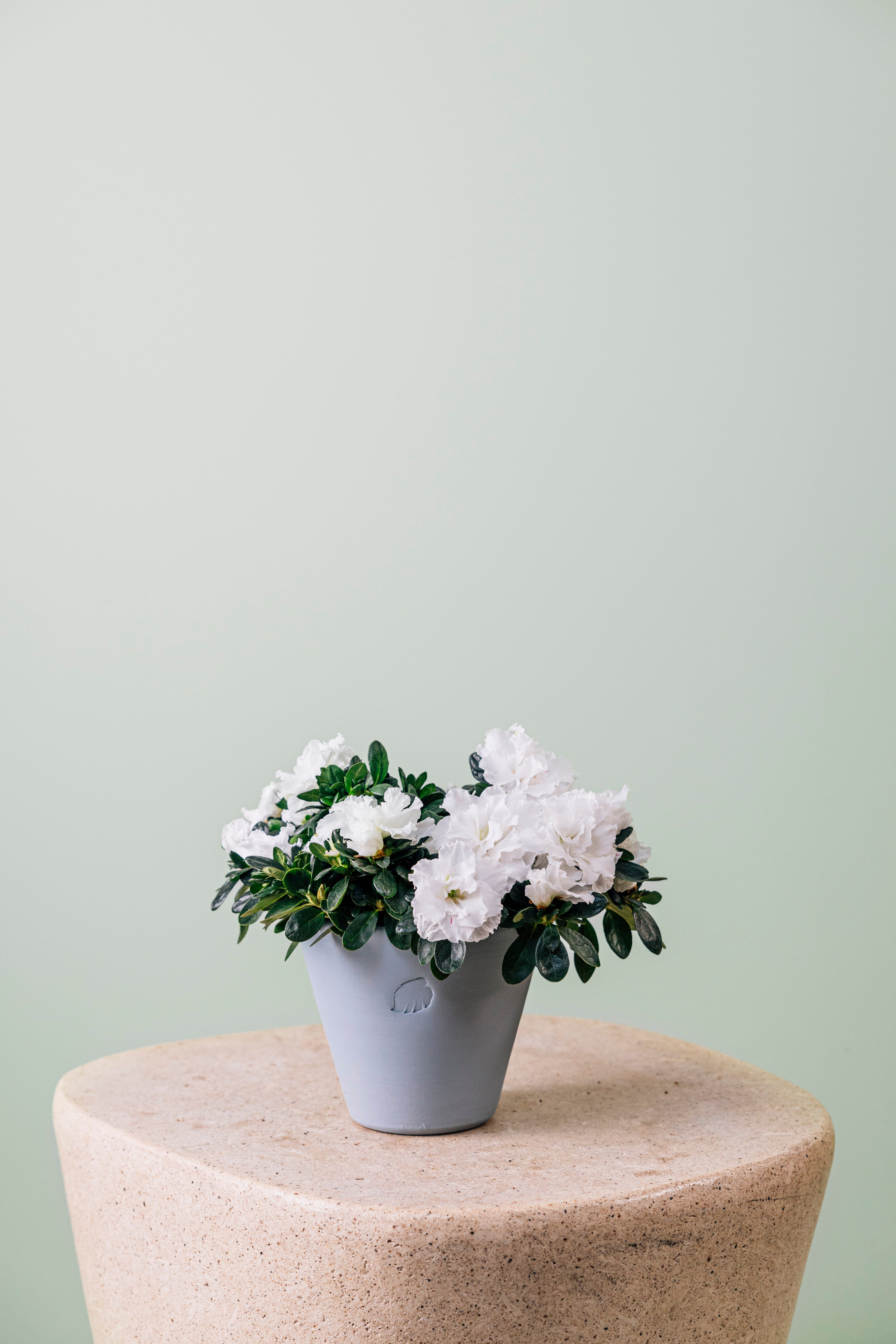 Variegated Azalea