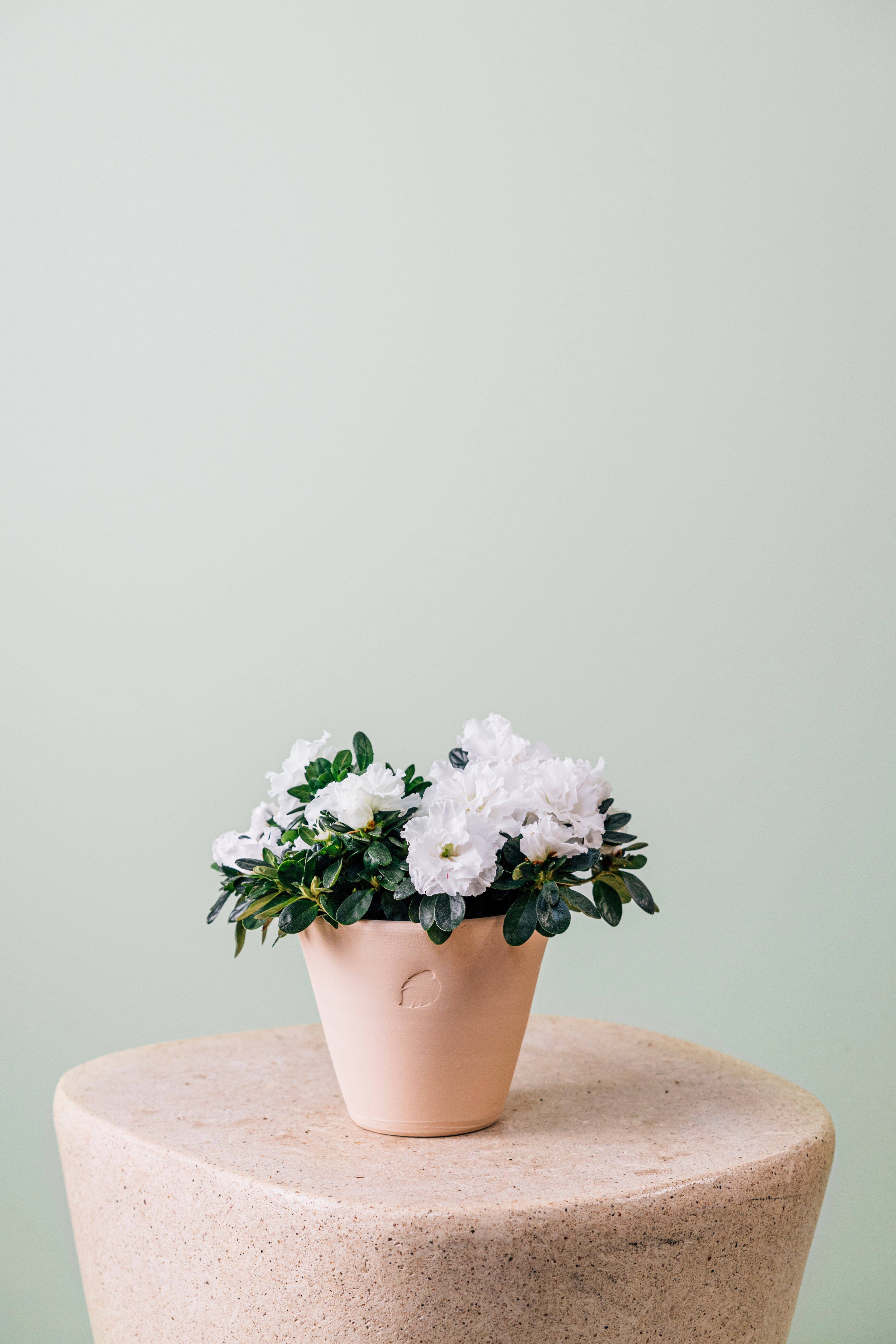 Variegated Azalea