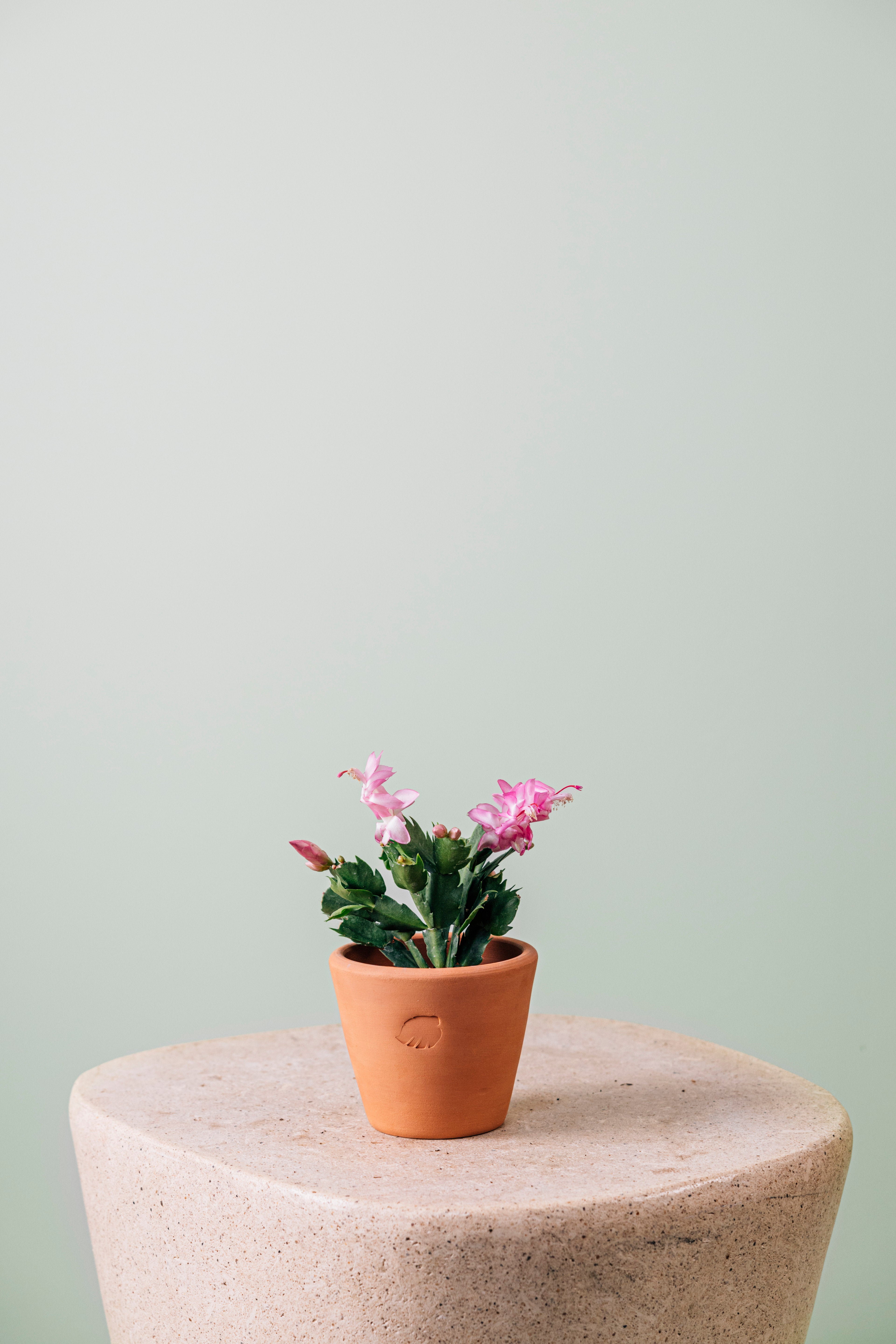 Christmas Cactus