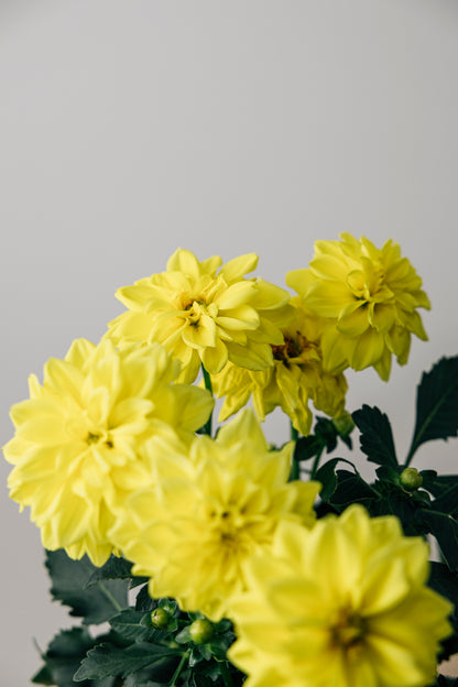 Yellow Dahlia