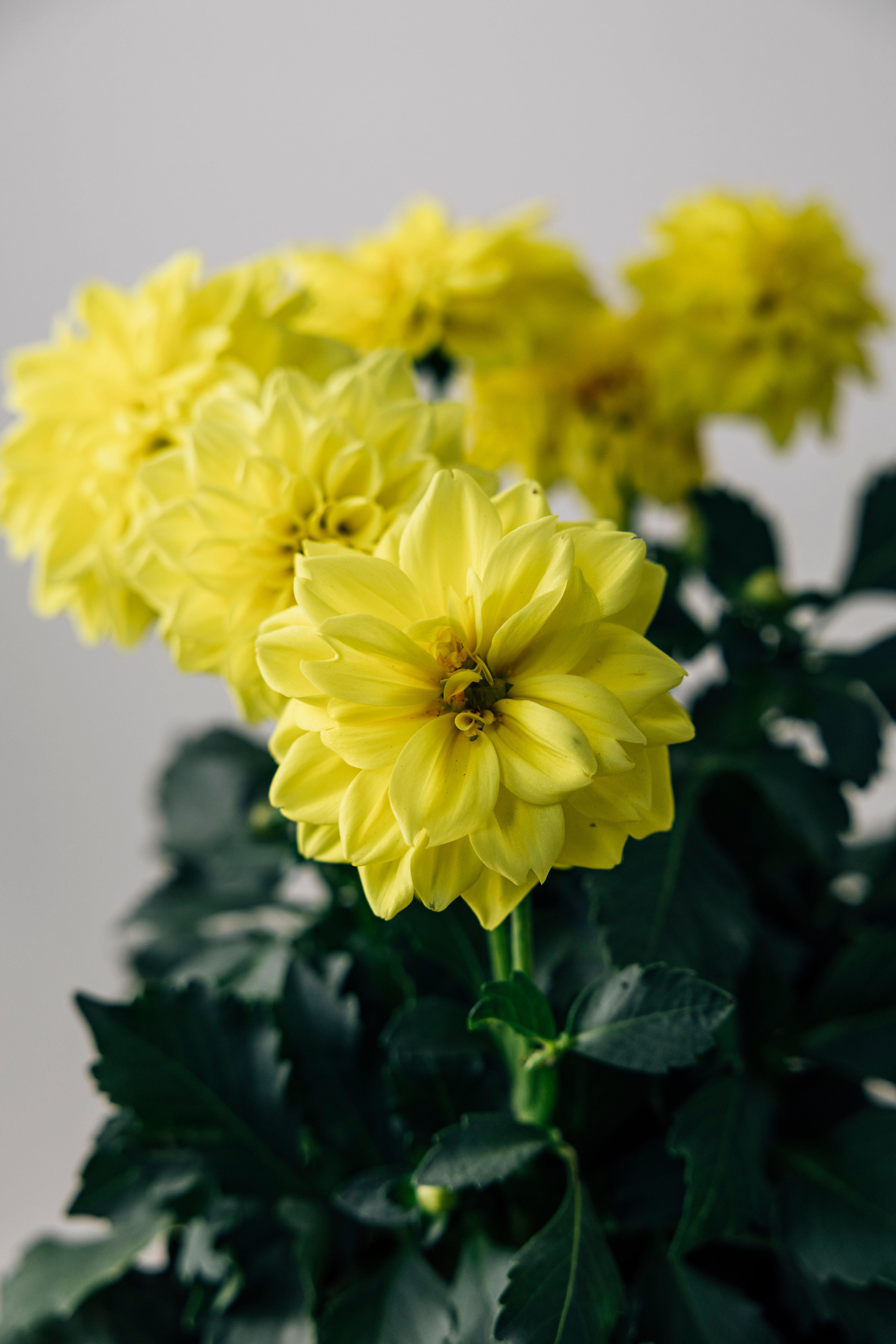 Yellow Dahlia