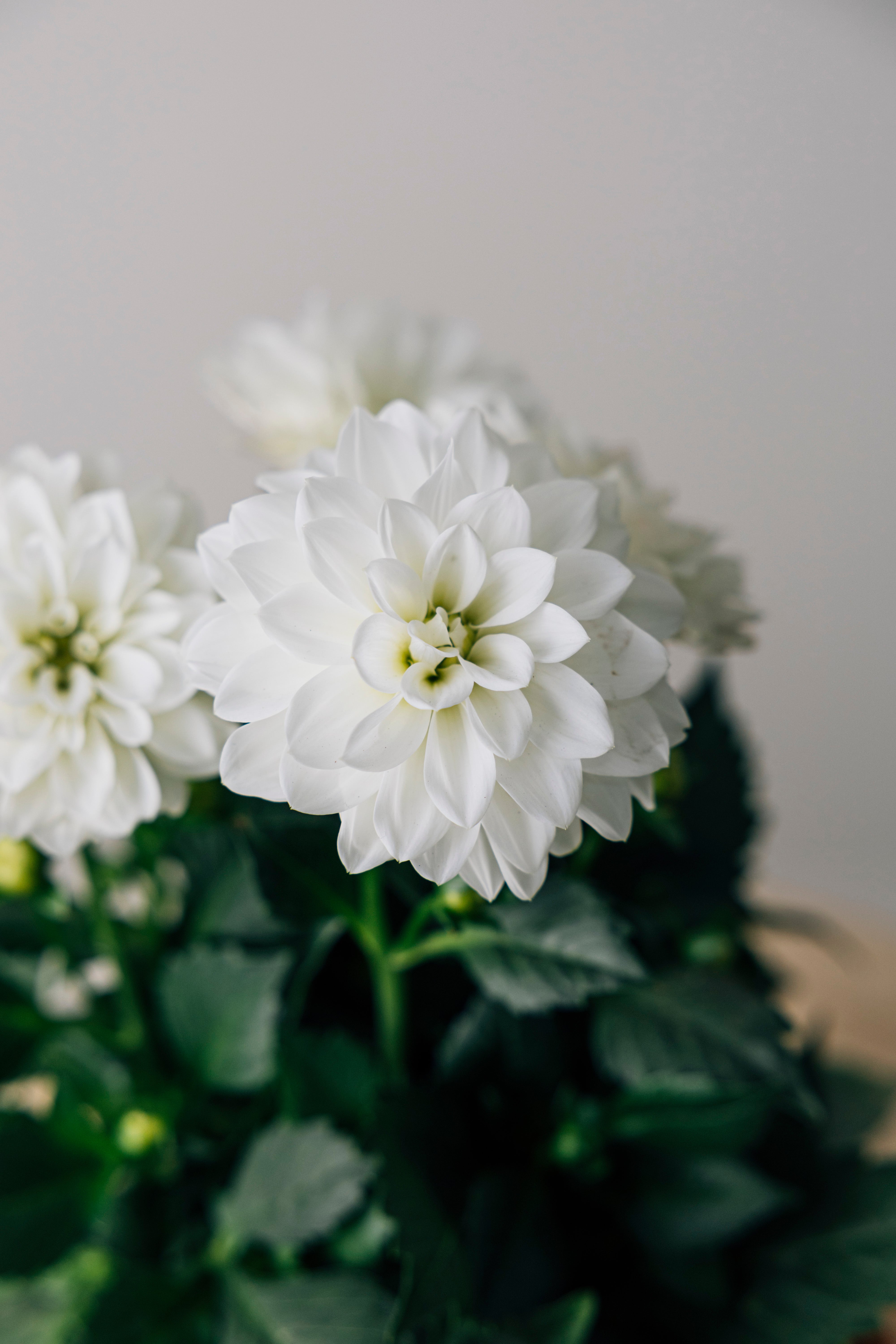 White Dahlia