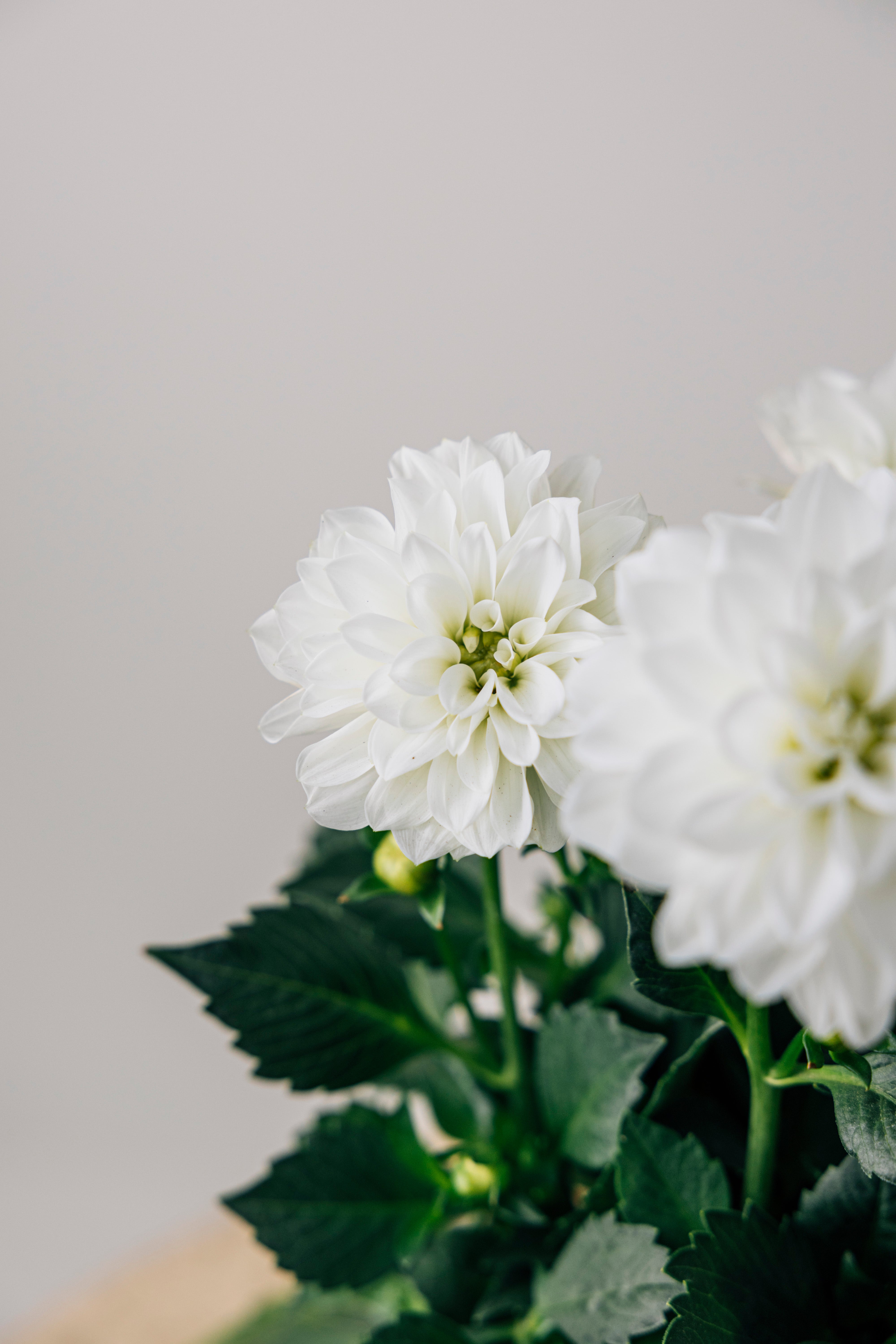 White Dahlia