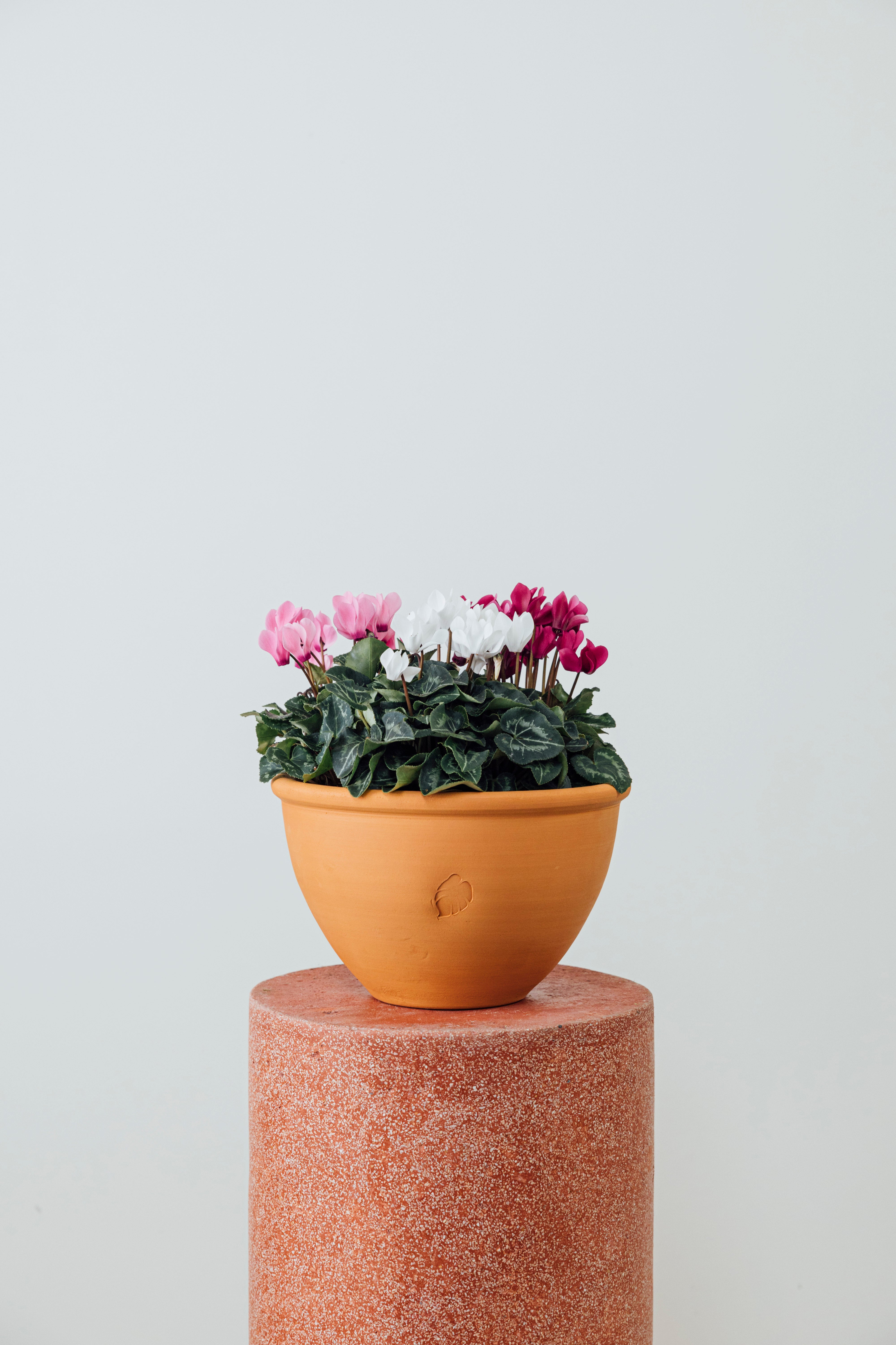 Cup of Cyclamen