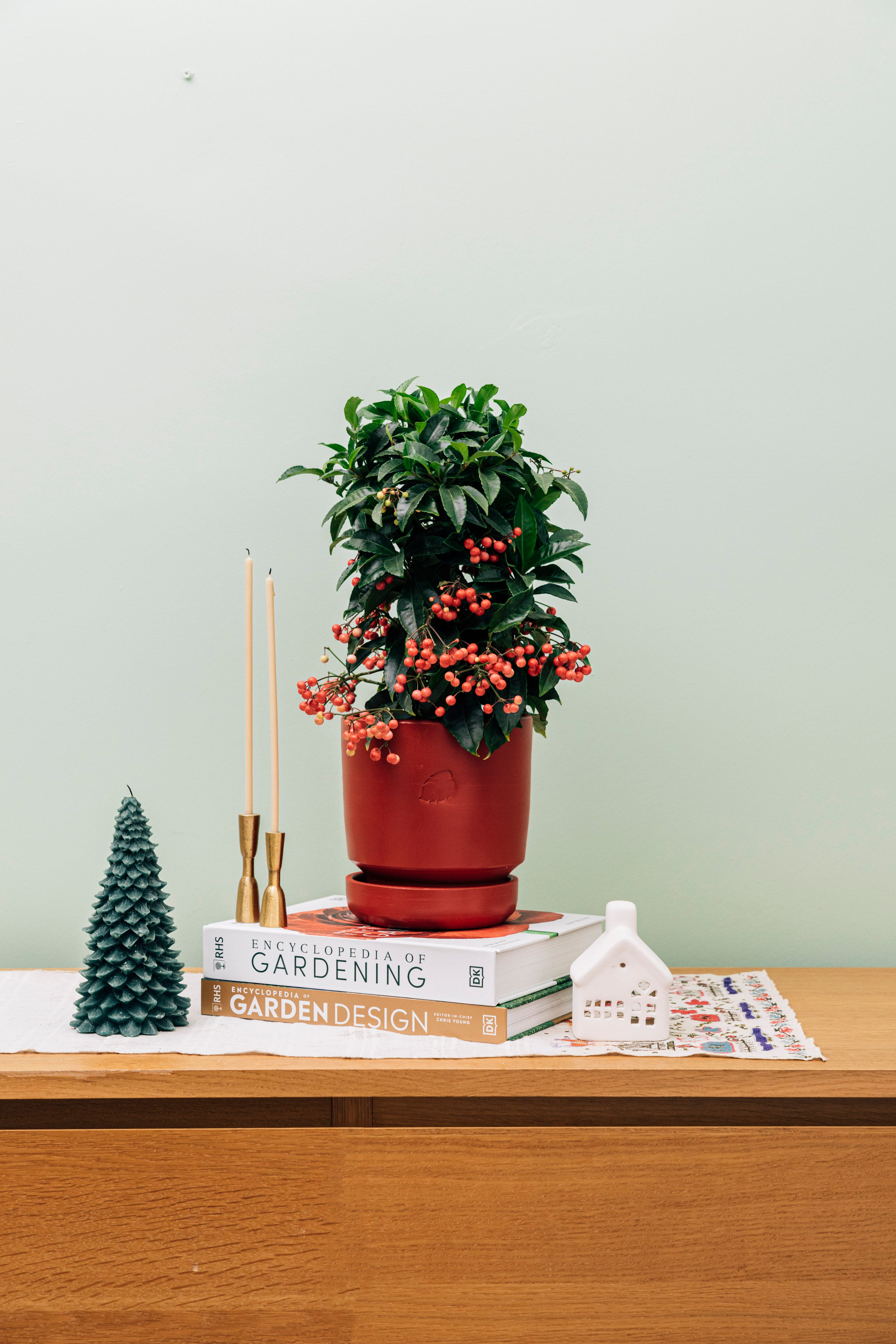 Christmas Berry (Ardisia)