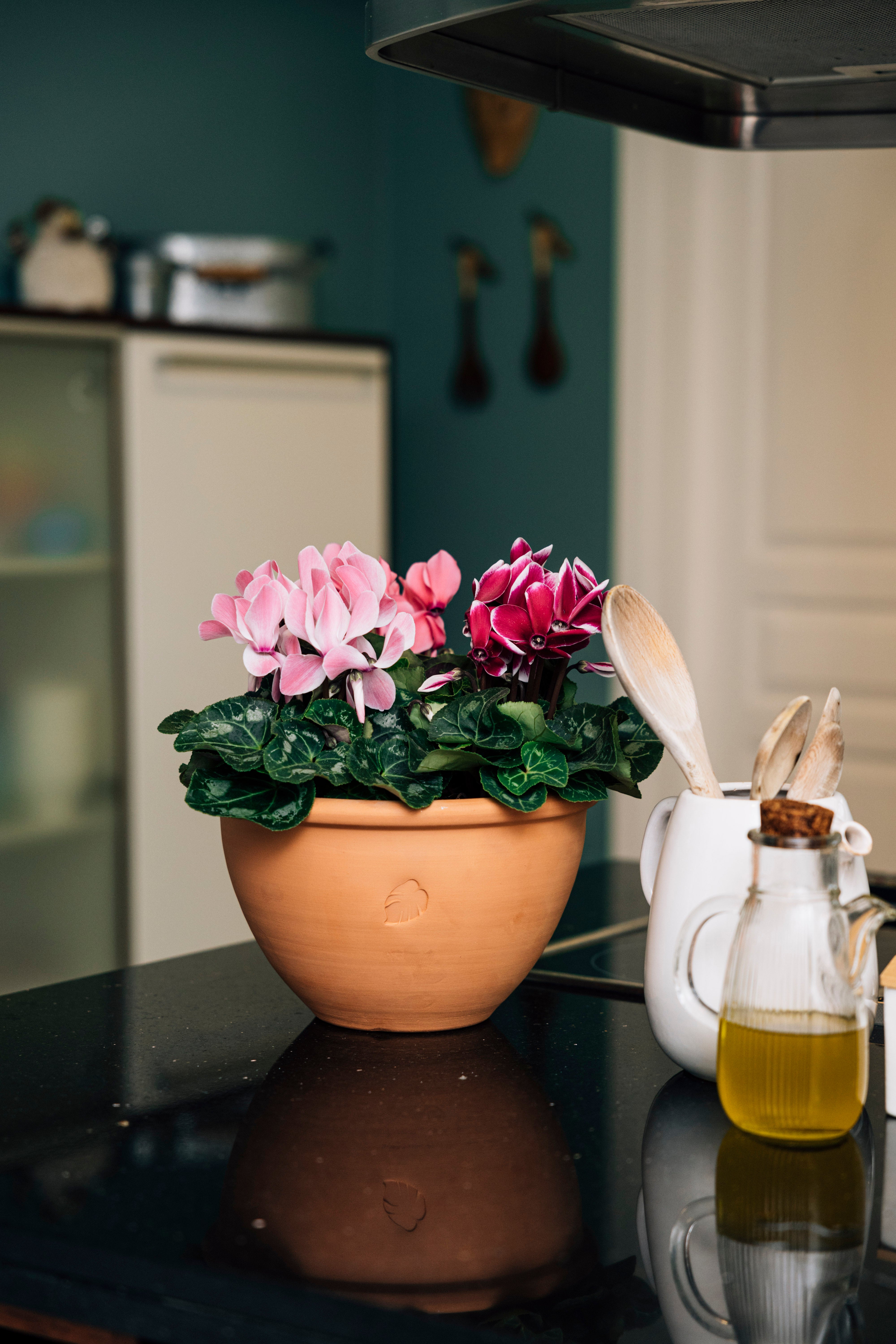 Cup of Cyclamen