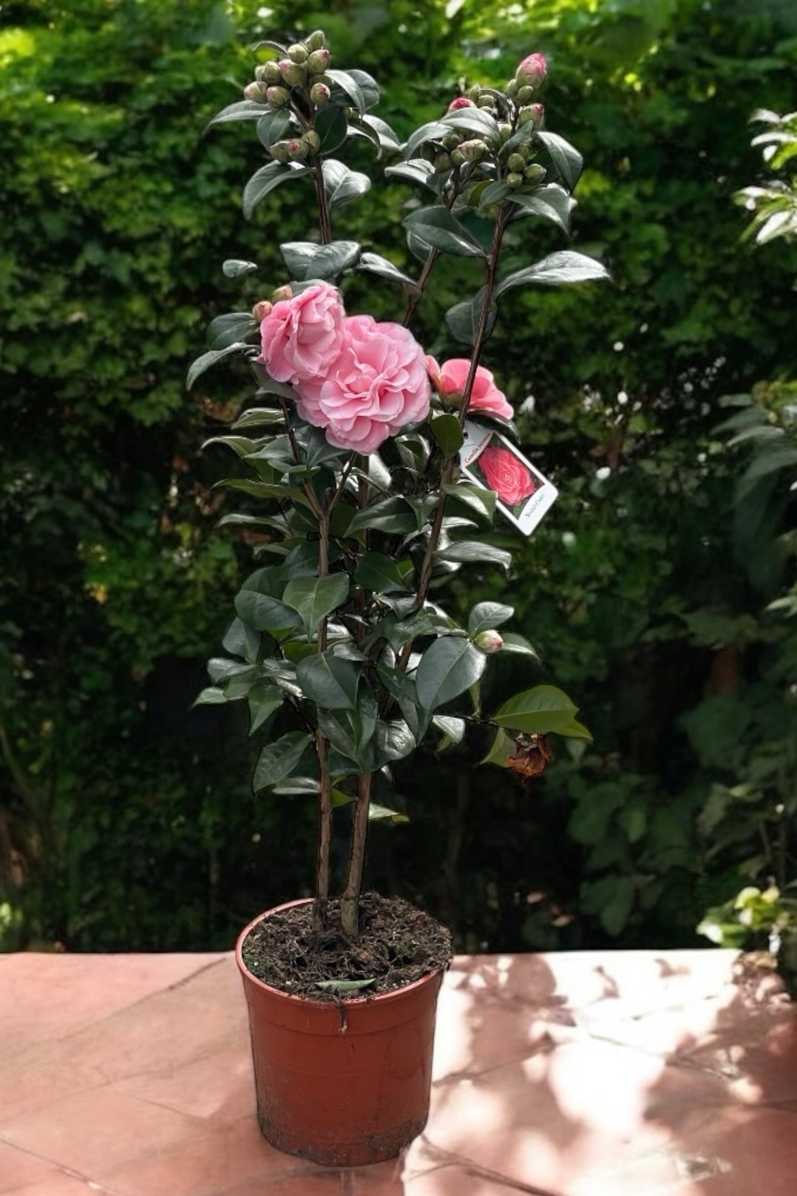 Camellia Japonica