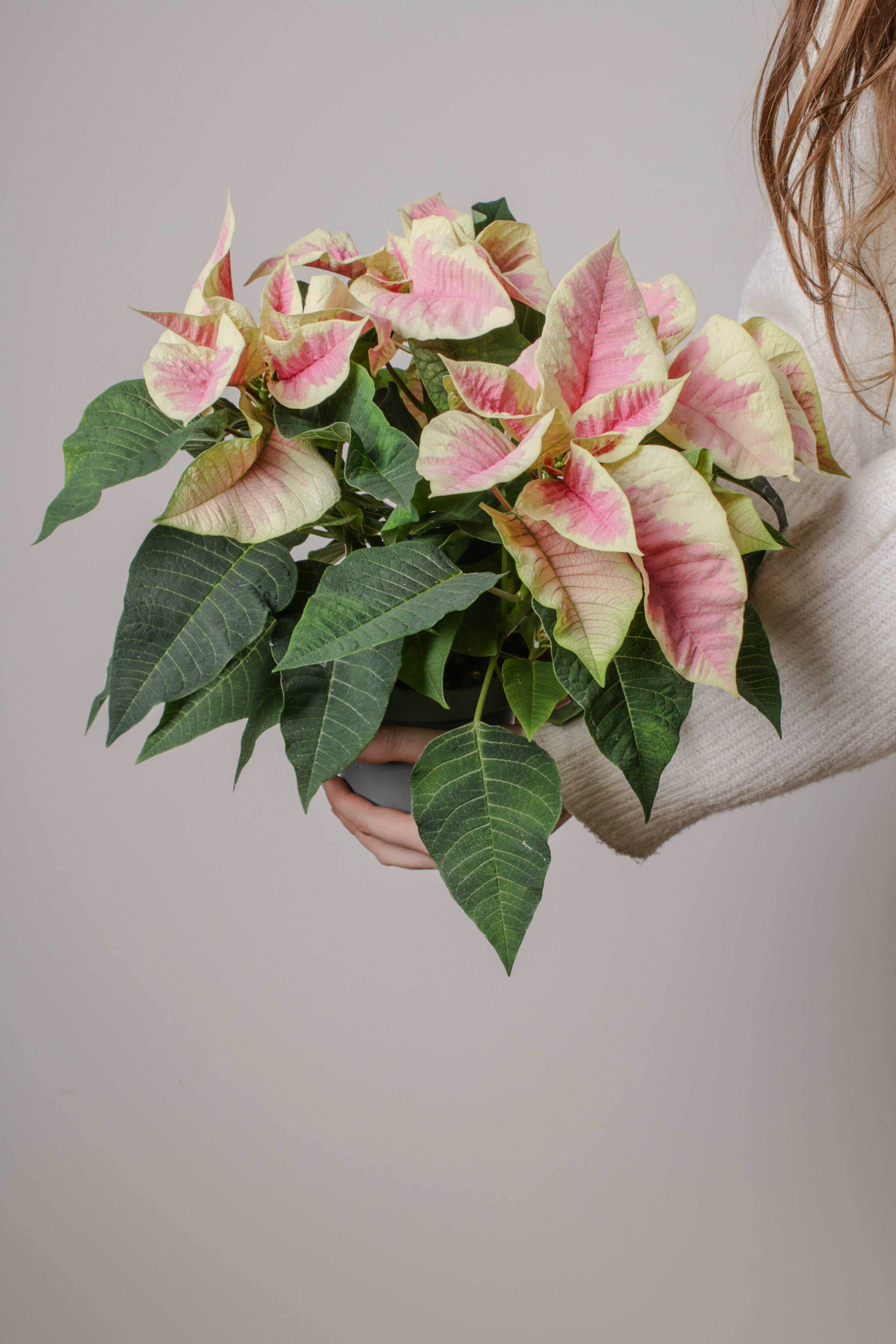 Pink Poinsettia