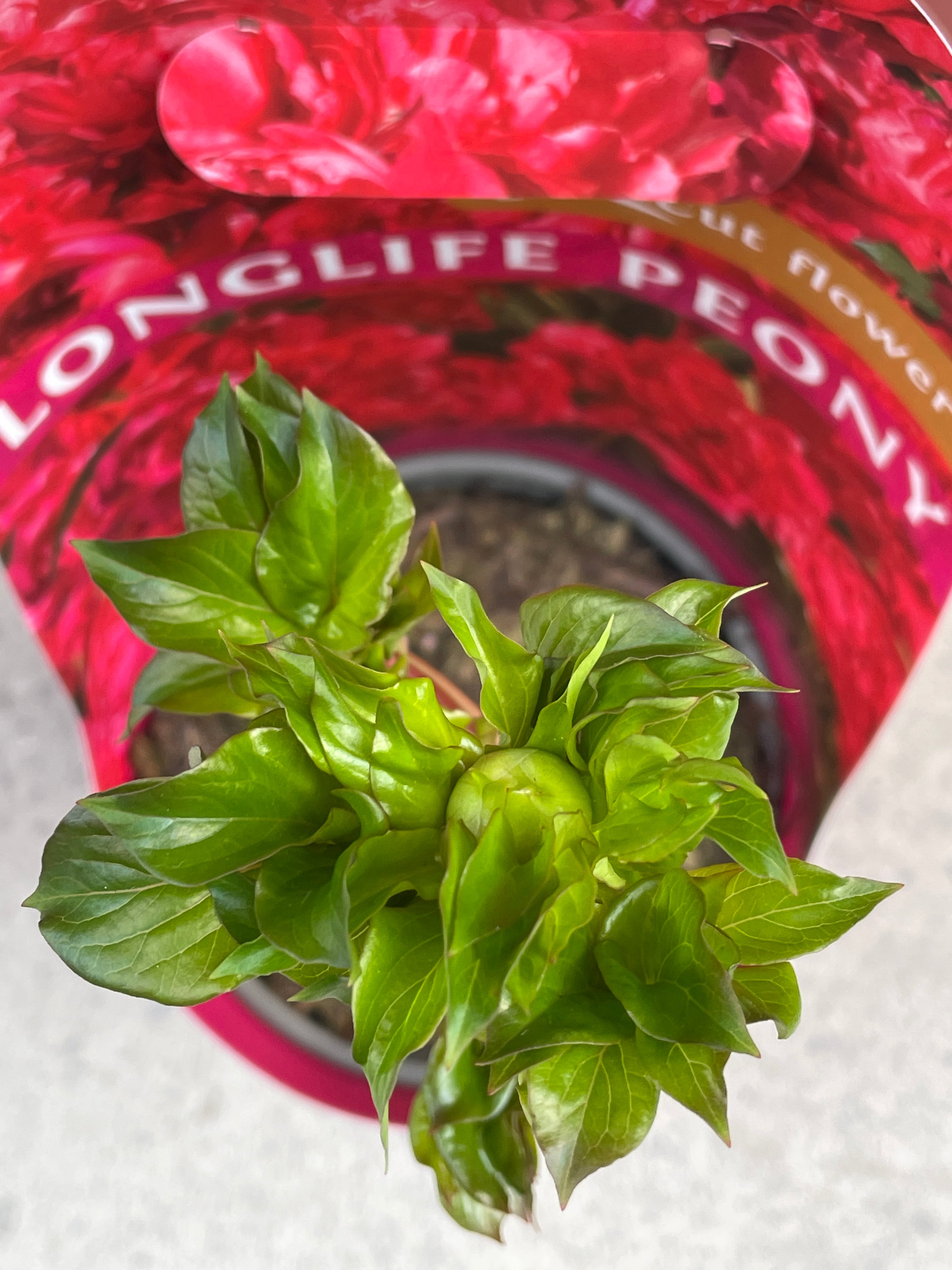 Saksıda Şakayık (Peony Kırmızı)