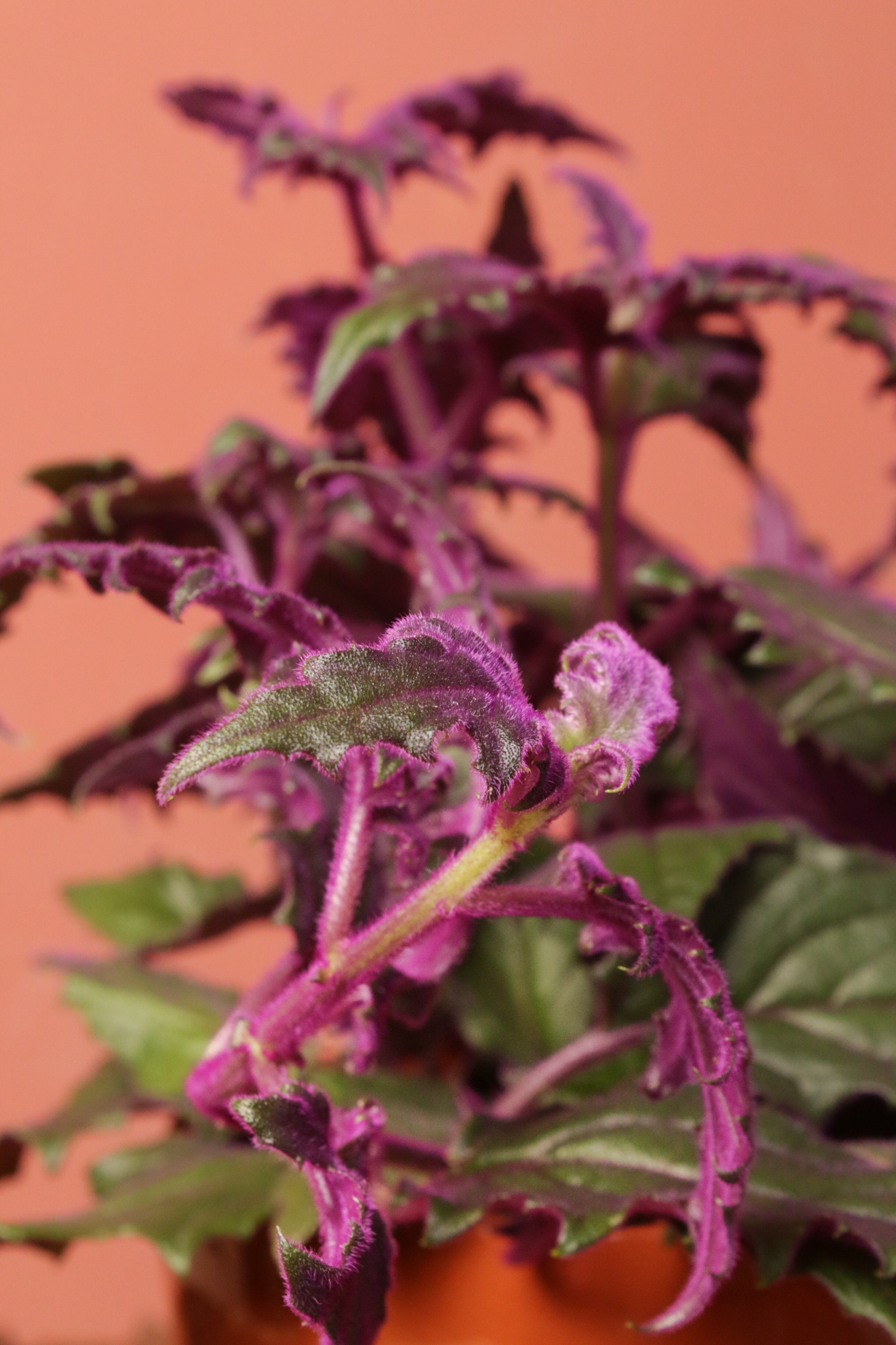 Gynura Odin Saksılı