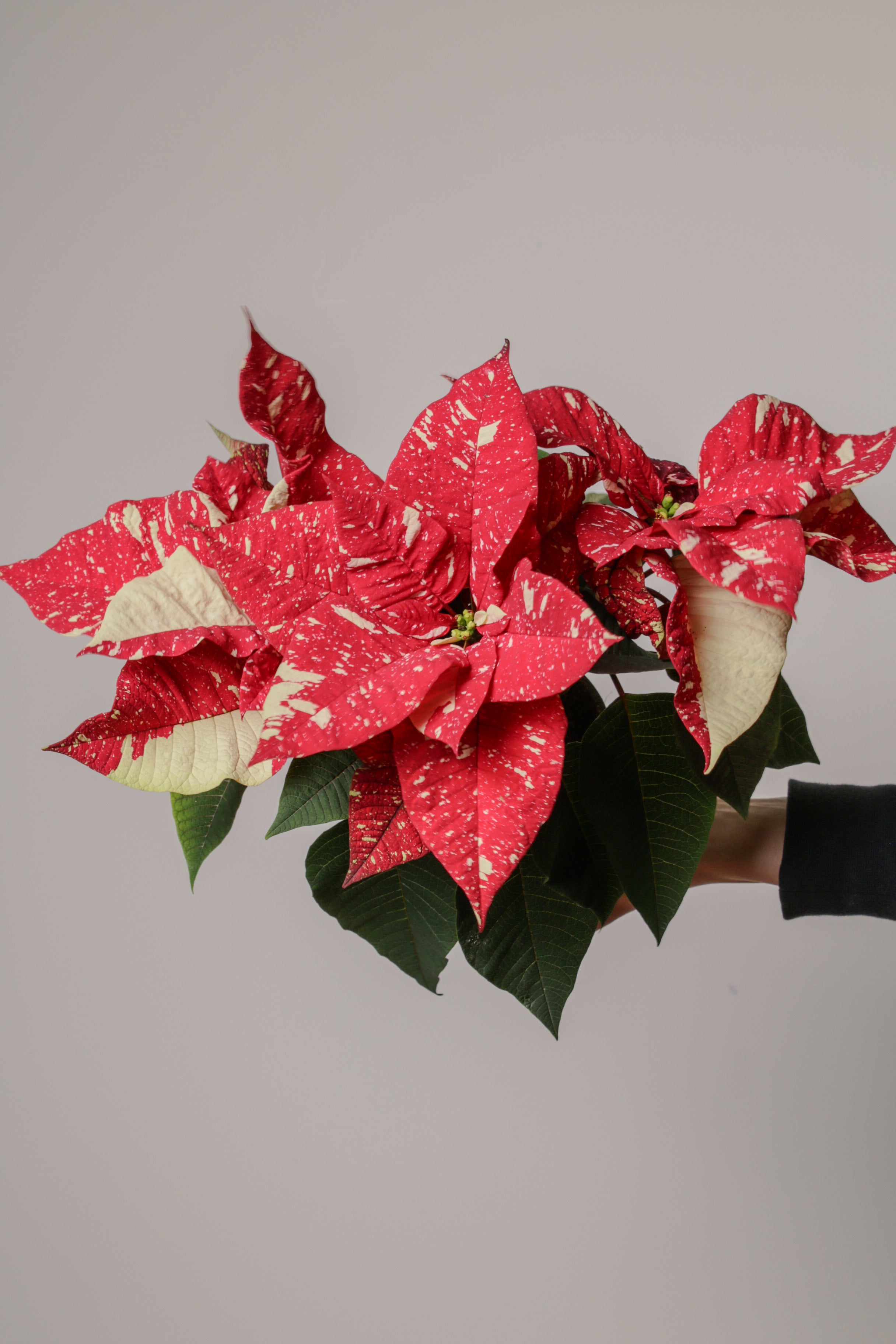 Santa (Poinsettia)