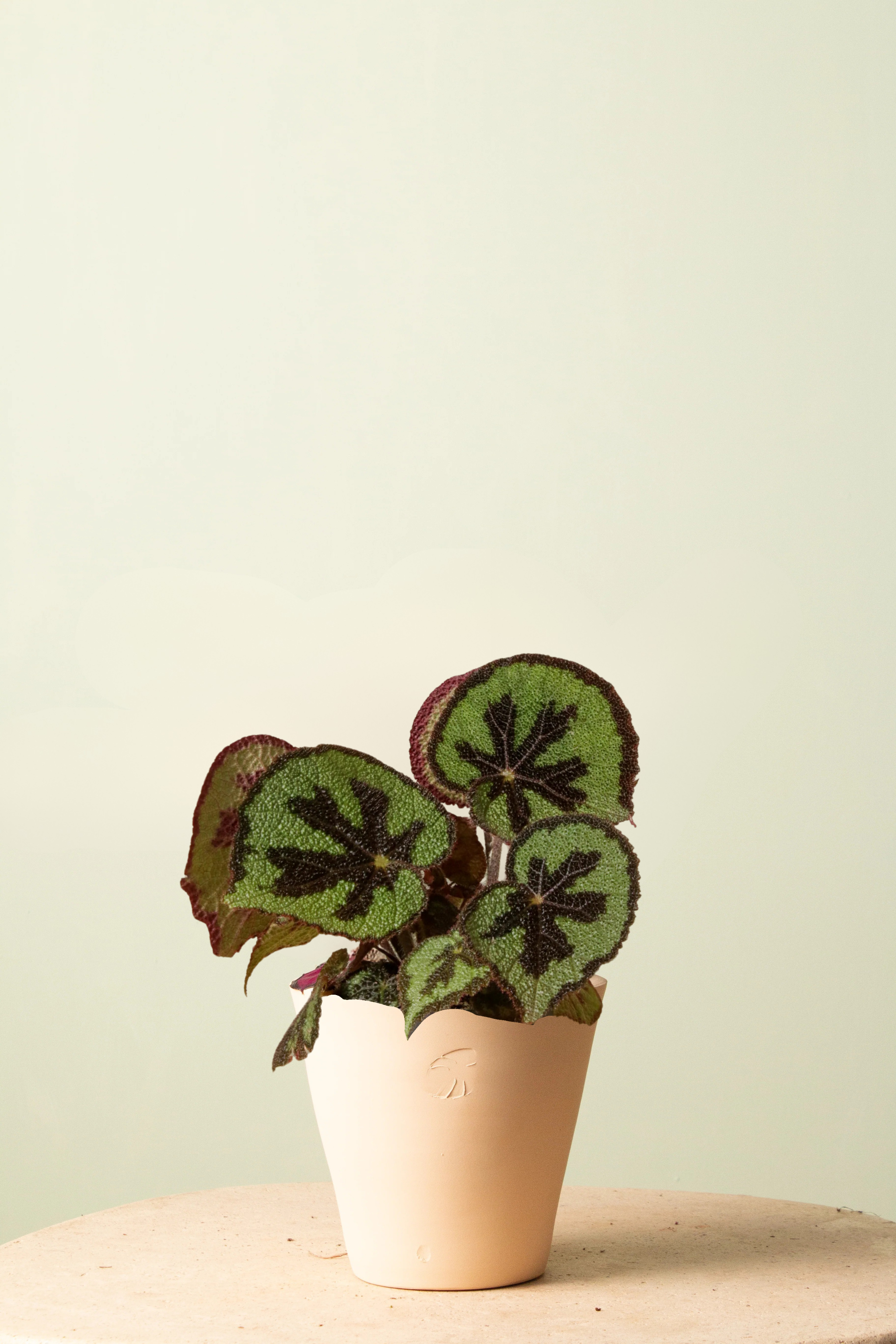 Begonia Sahara Çömlek Saksılı