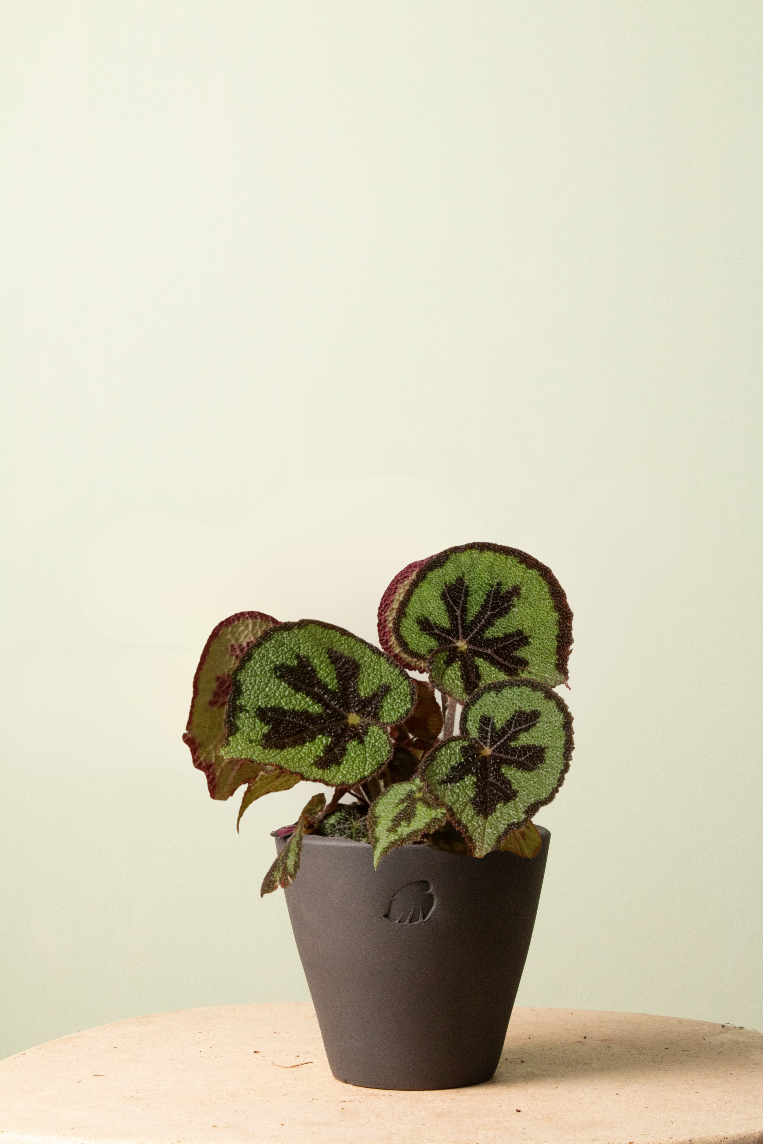 Begonia Coal Çömlek Saksılı