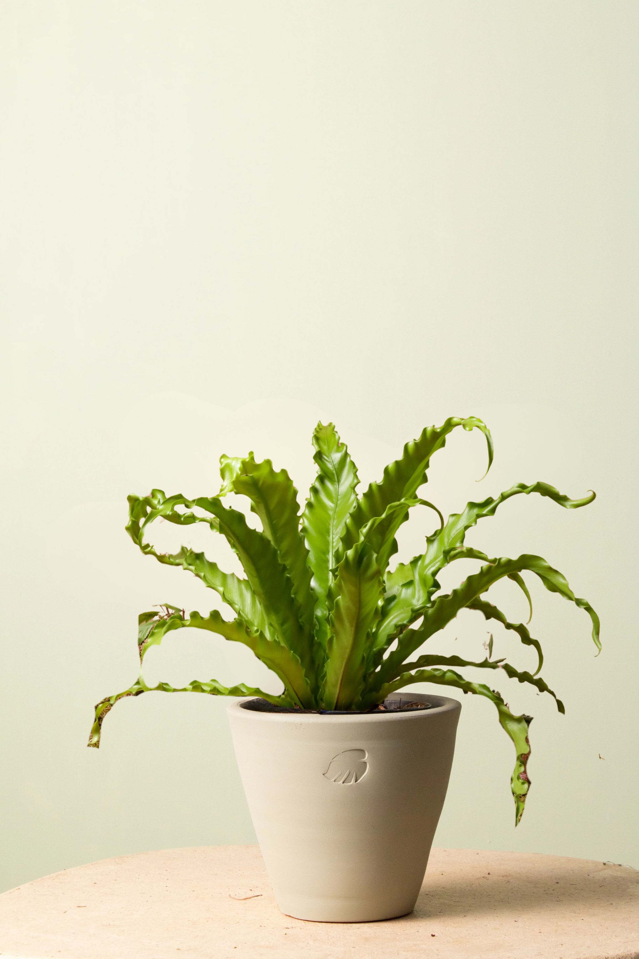 Osaka Mint Çömlek Saksılı
