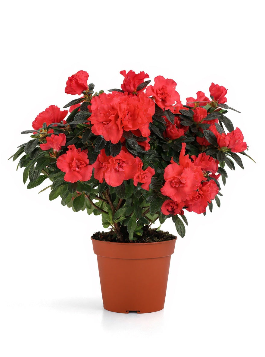 Açelya (Kırmızı Çiçekli)