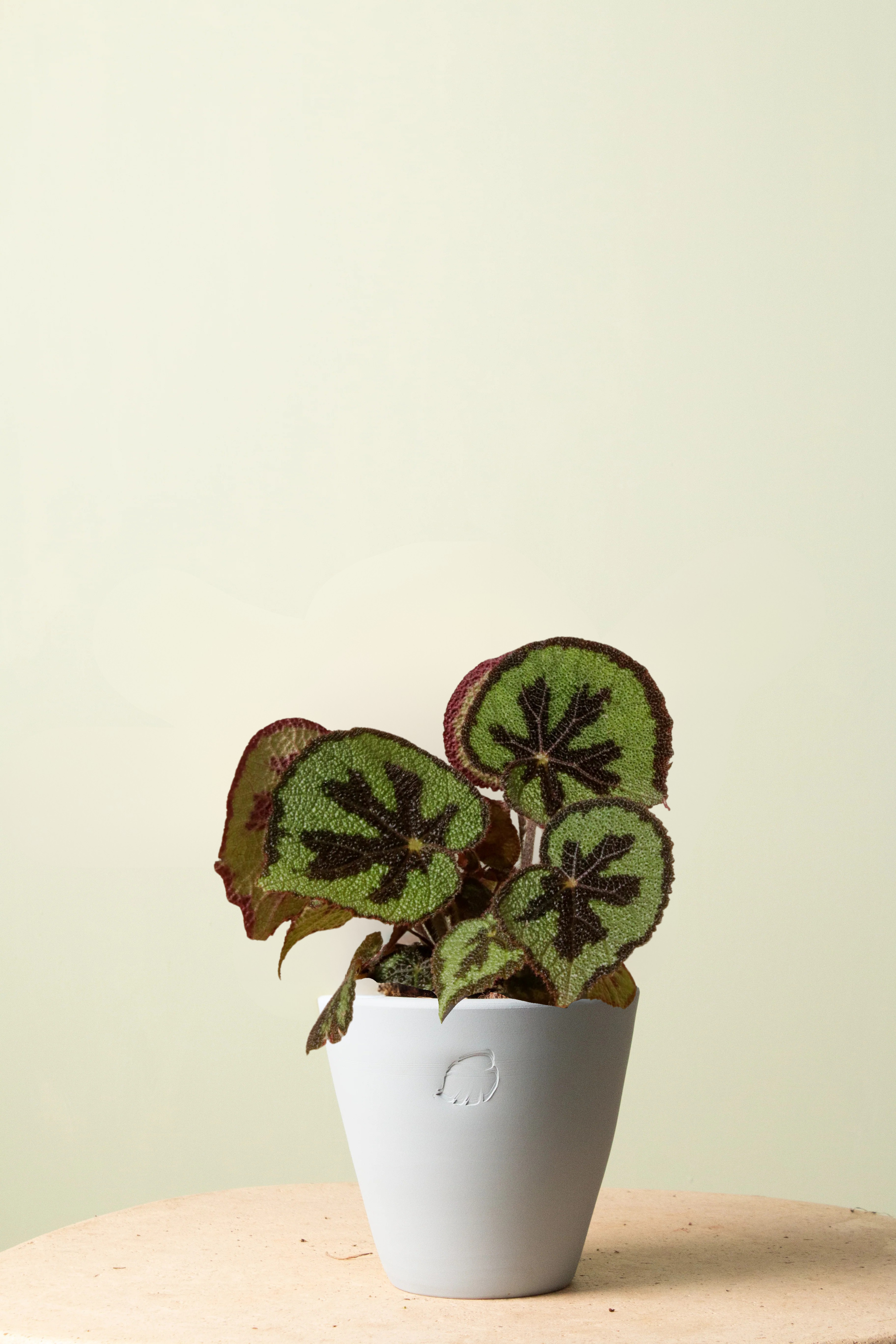 Begonia Sky Çömlek Saksılı