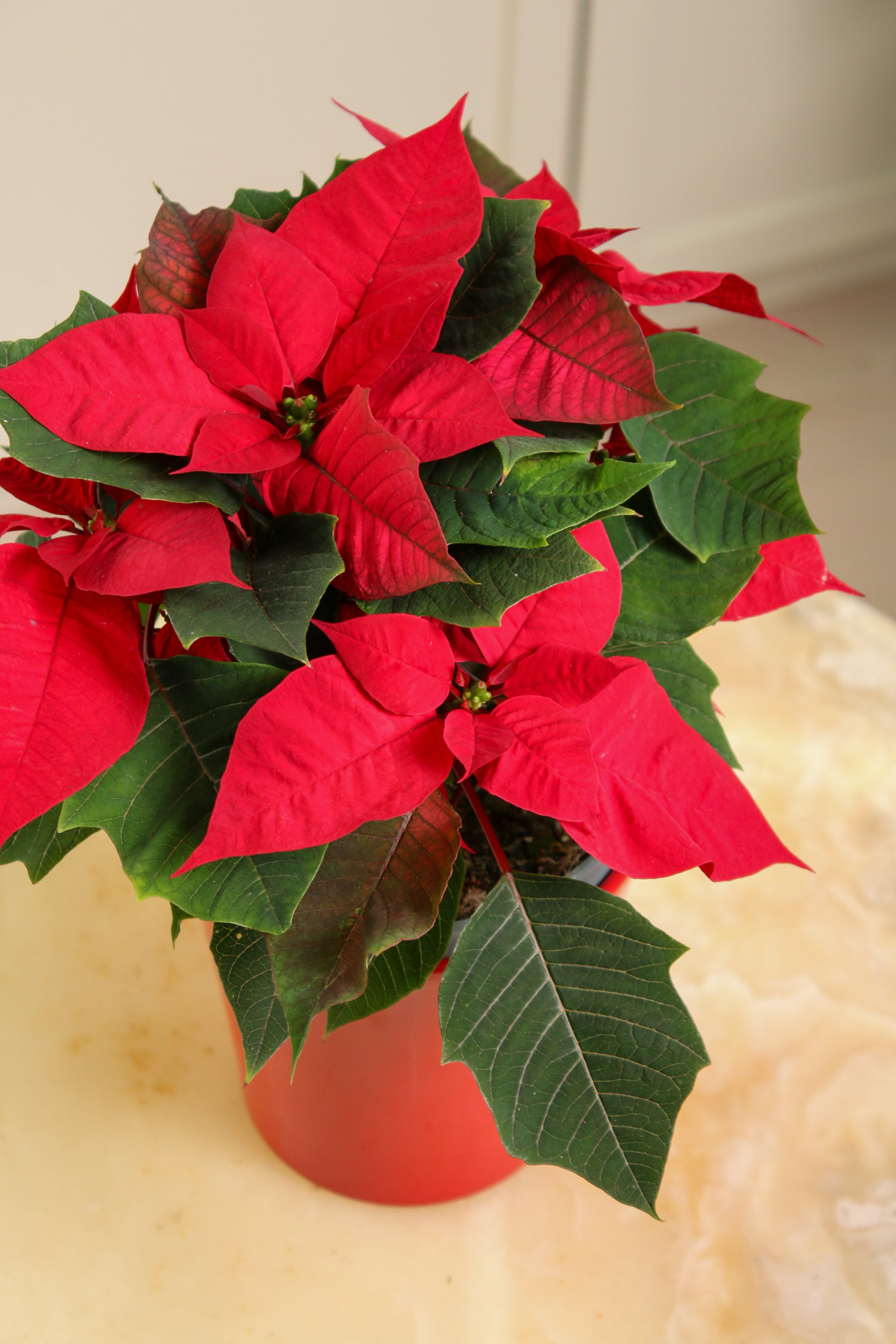 Santa (Poinsettia)