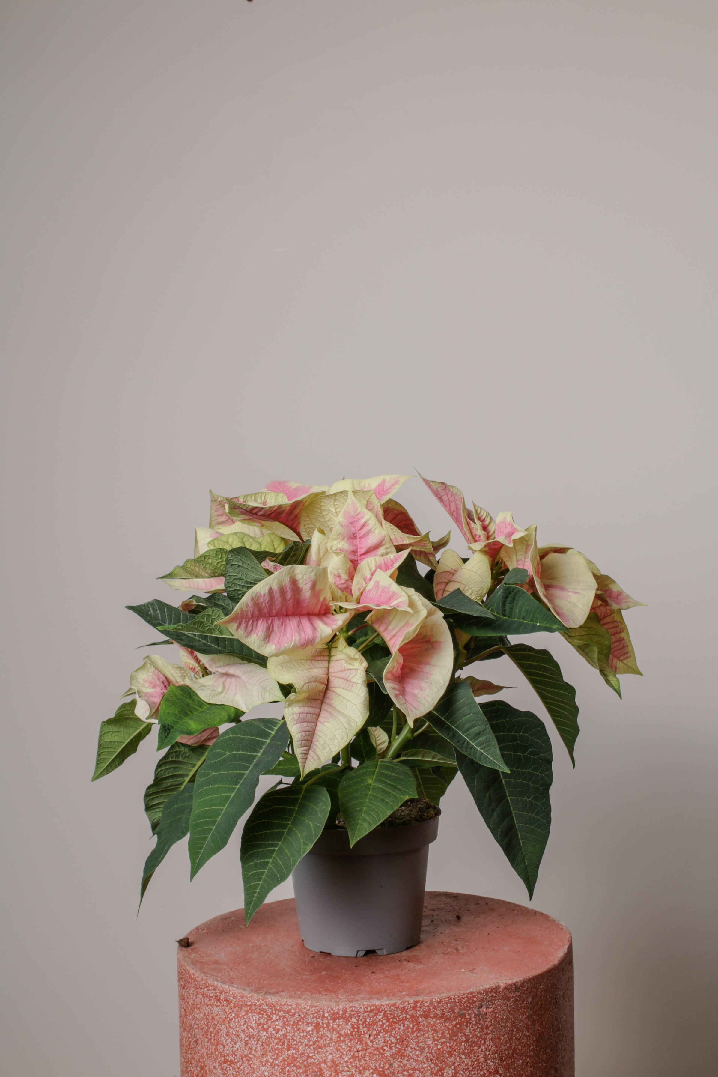 Pink Poinsettia