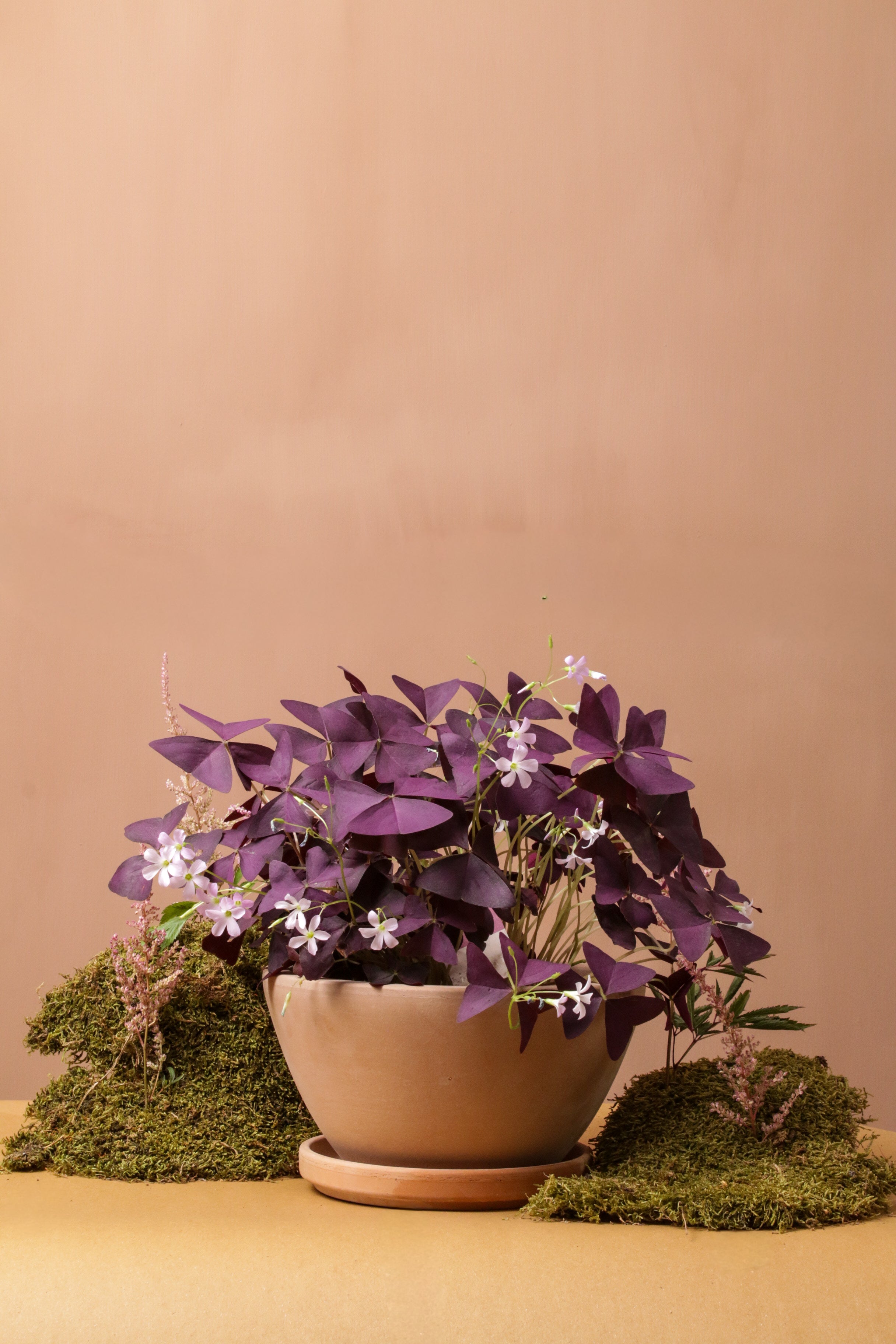 Oxalis Valley Saksılı