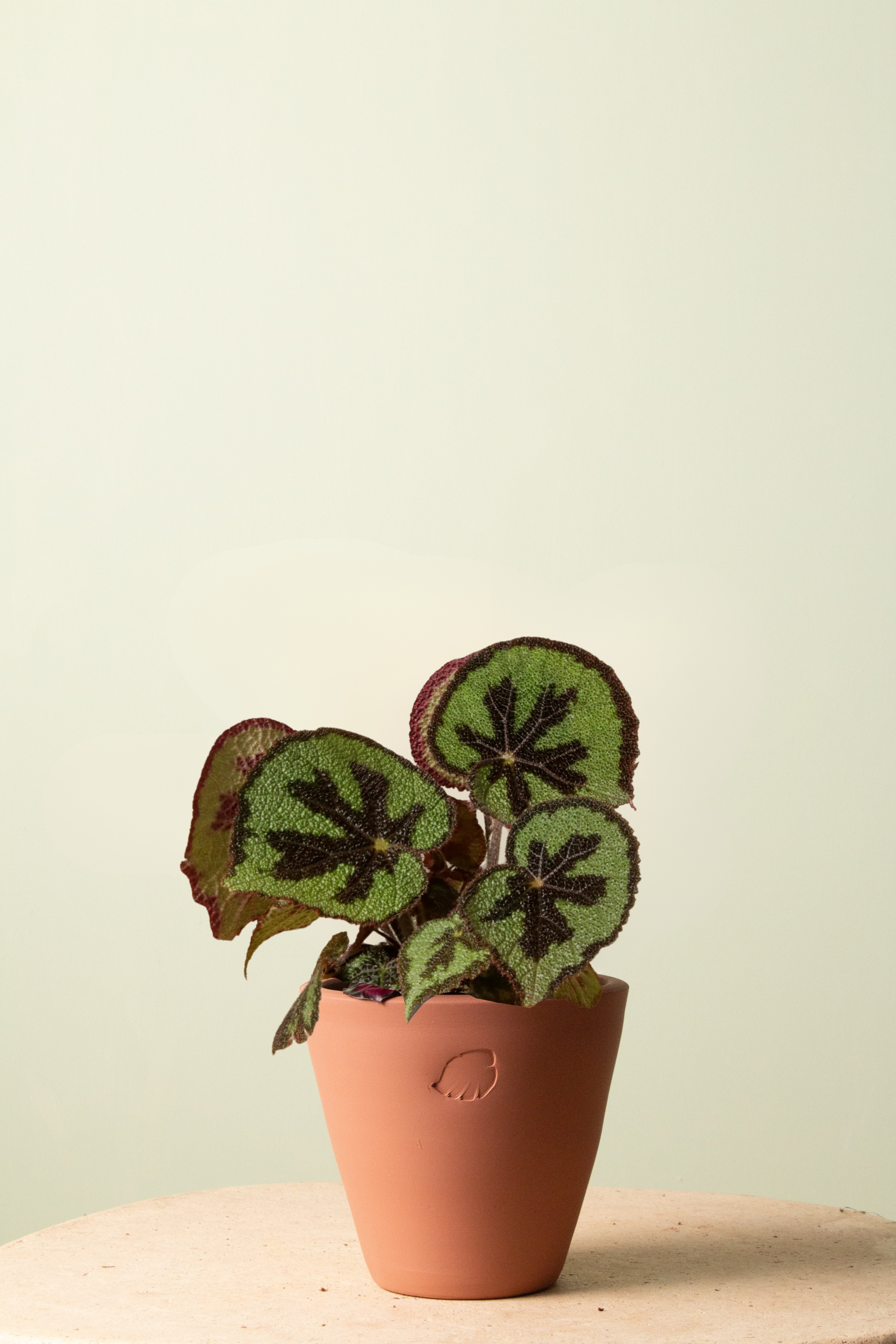 Begonia Sunset Çömlek Saksılı