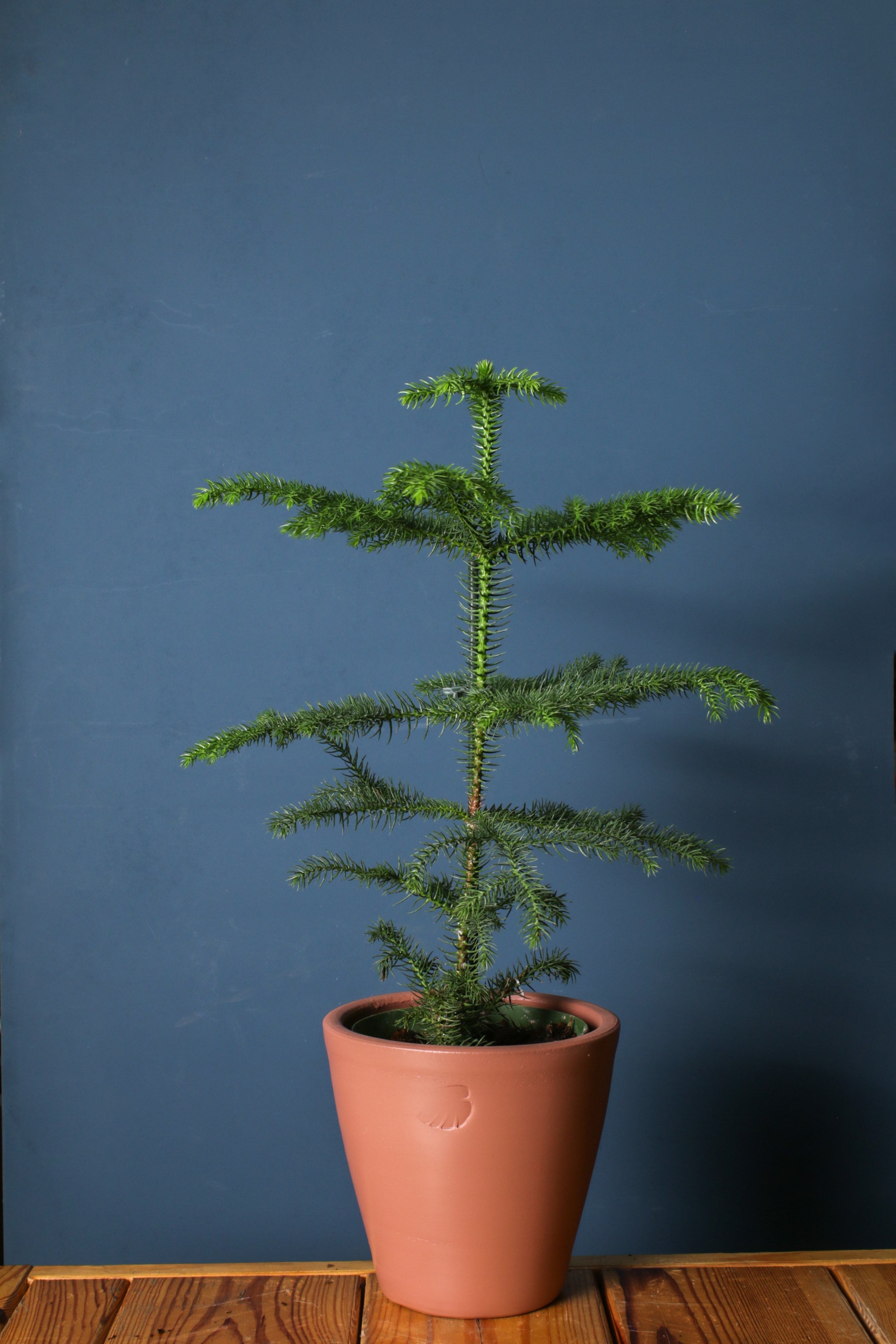 Araucaria (Salon Çamı)