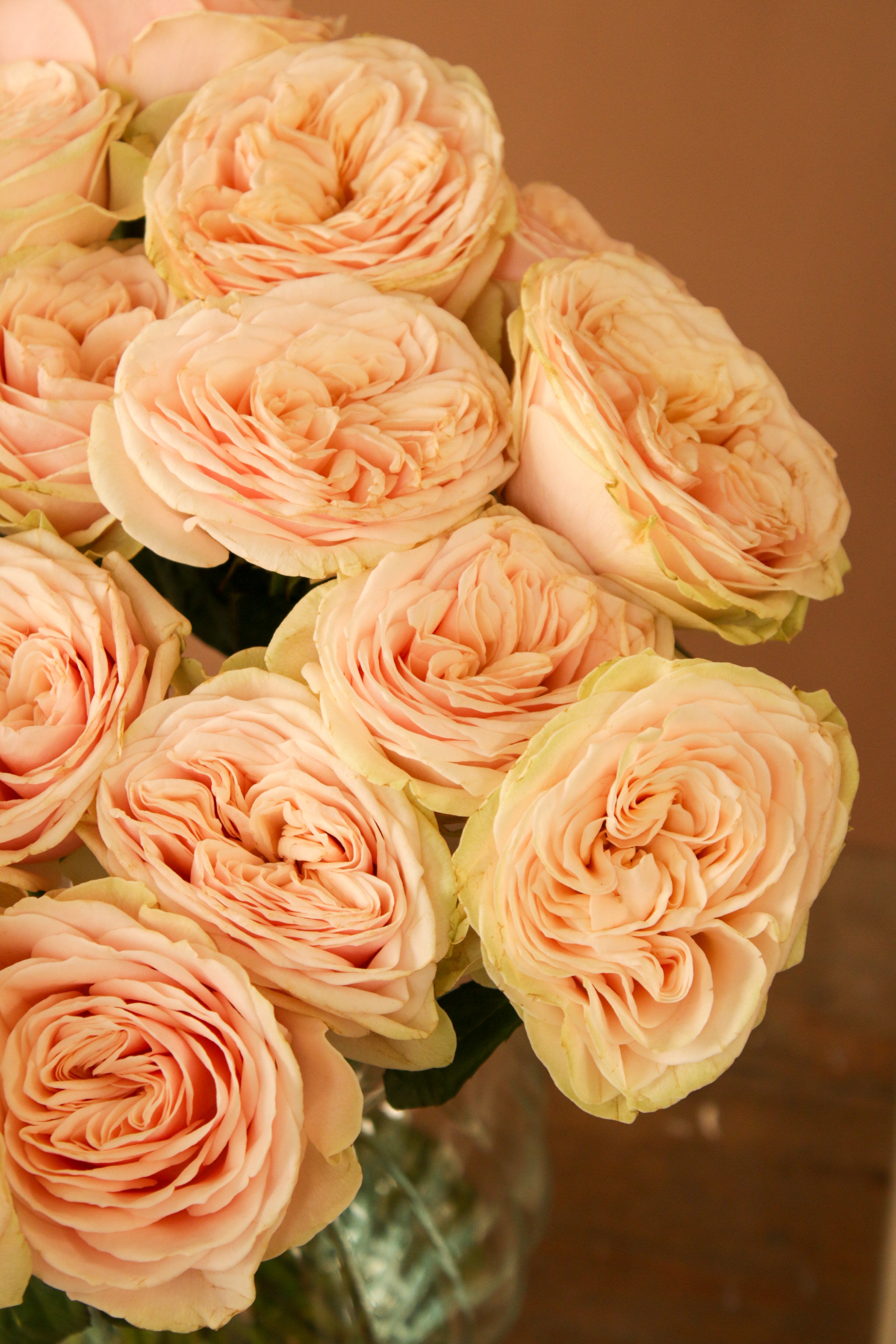 English Rose