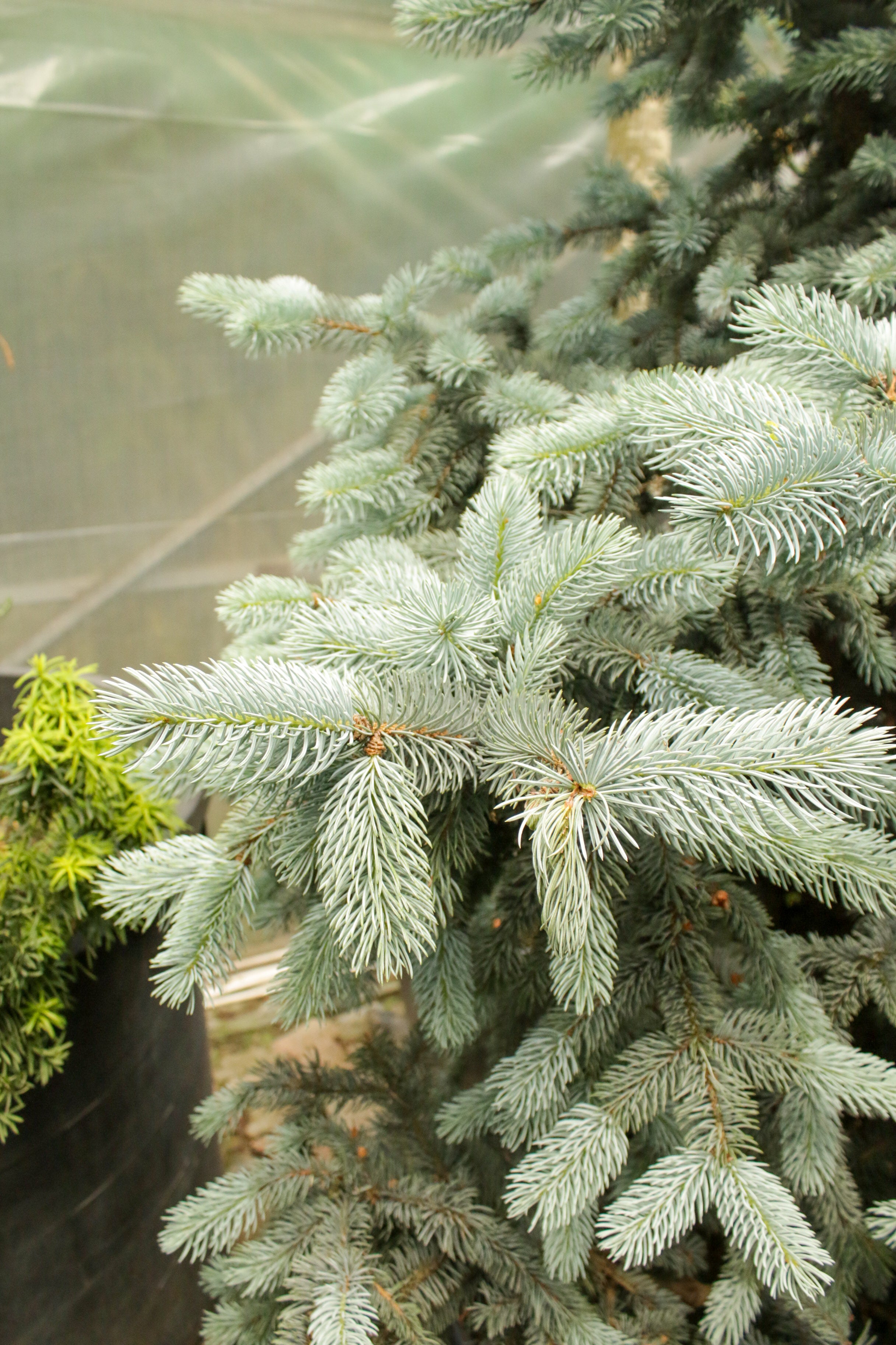 Picea Pungens (Mavi Çam)