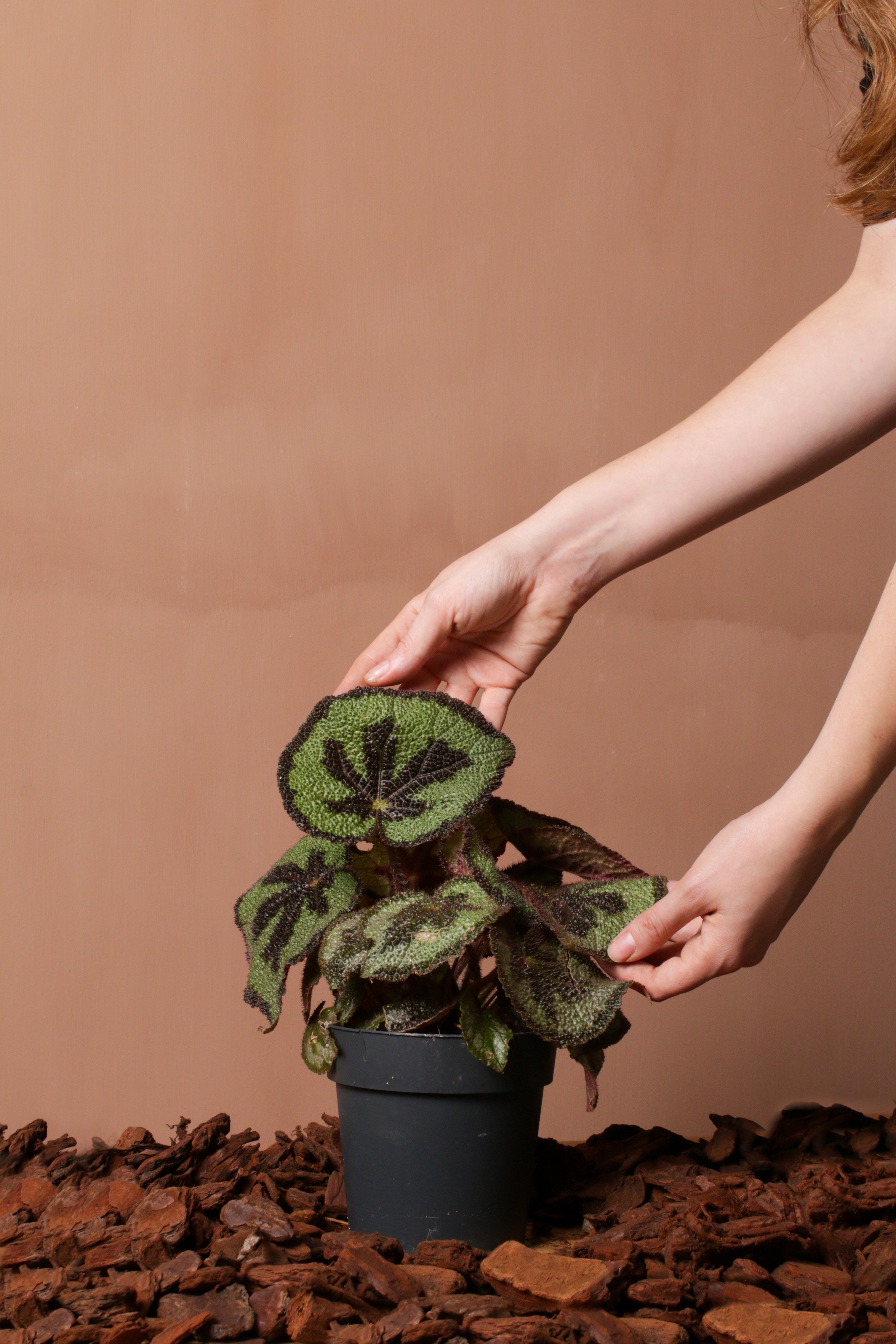 Begonia