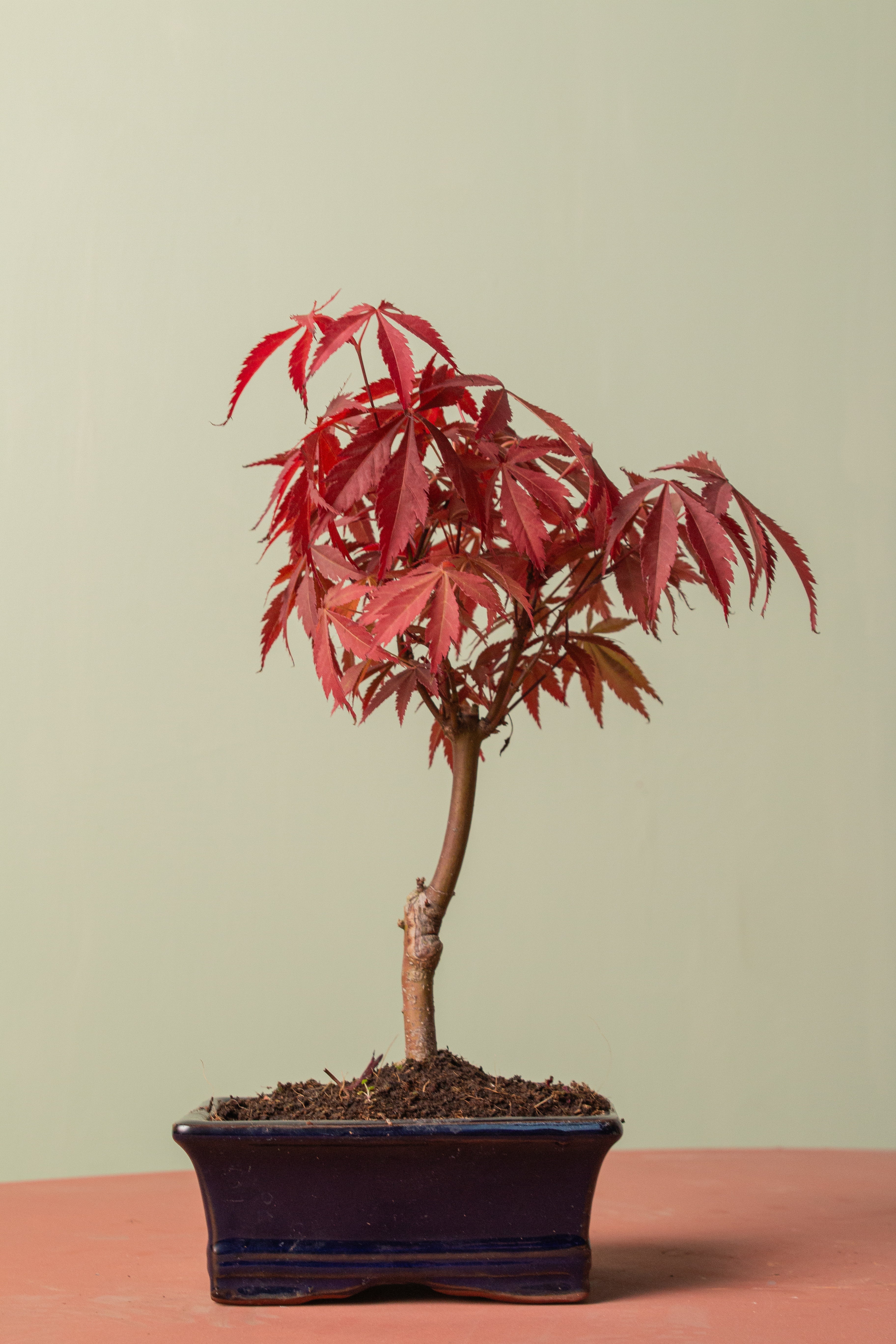 Maple