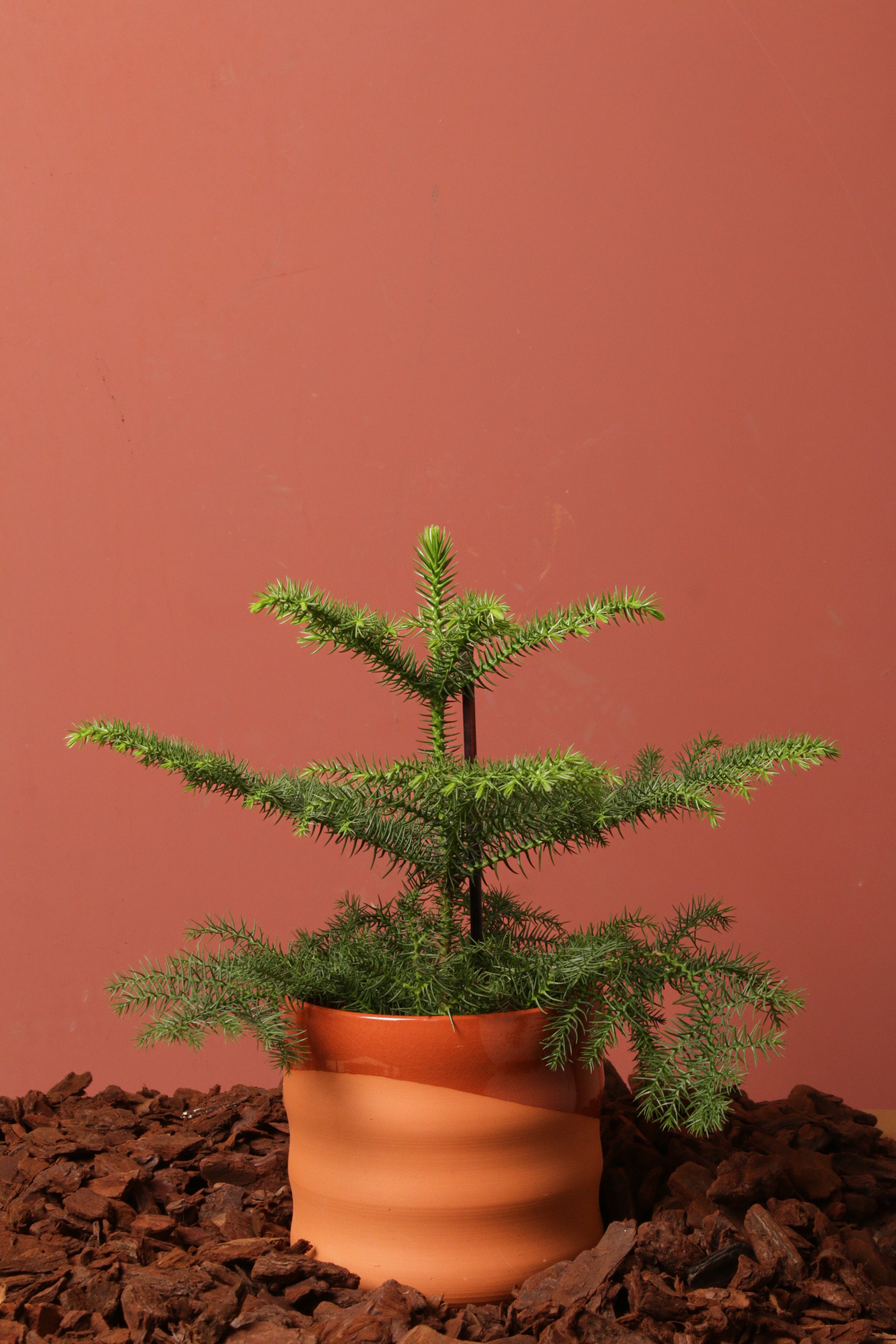 Araucaria Odin Saksılı