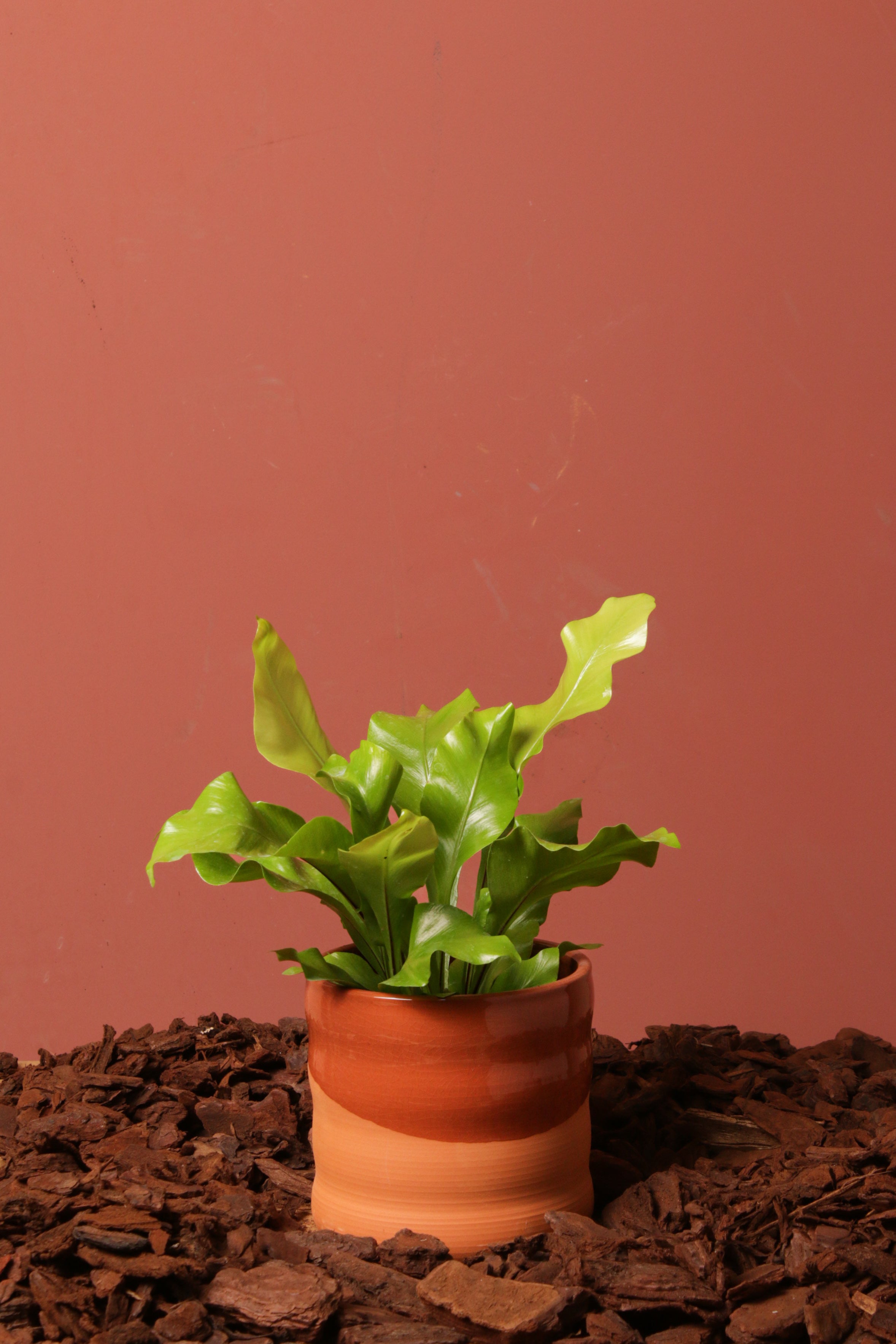 Odin Saksı 14cm