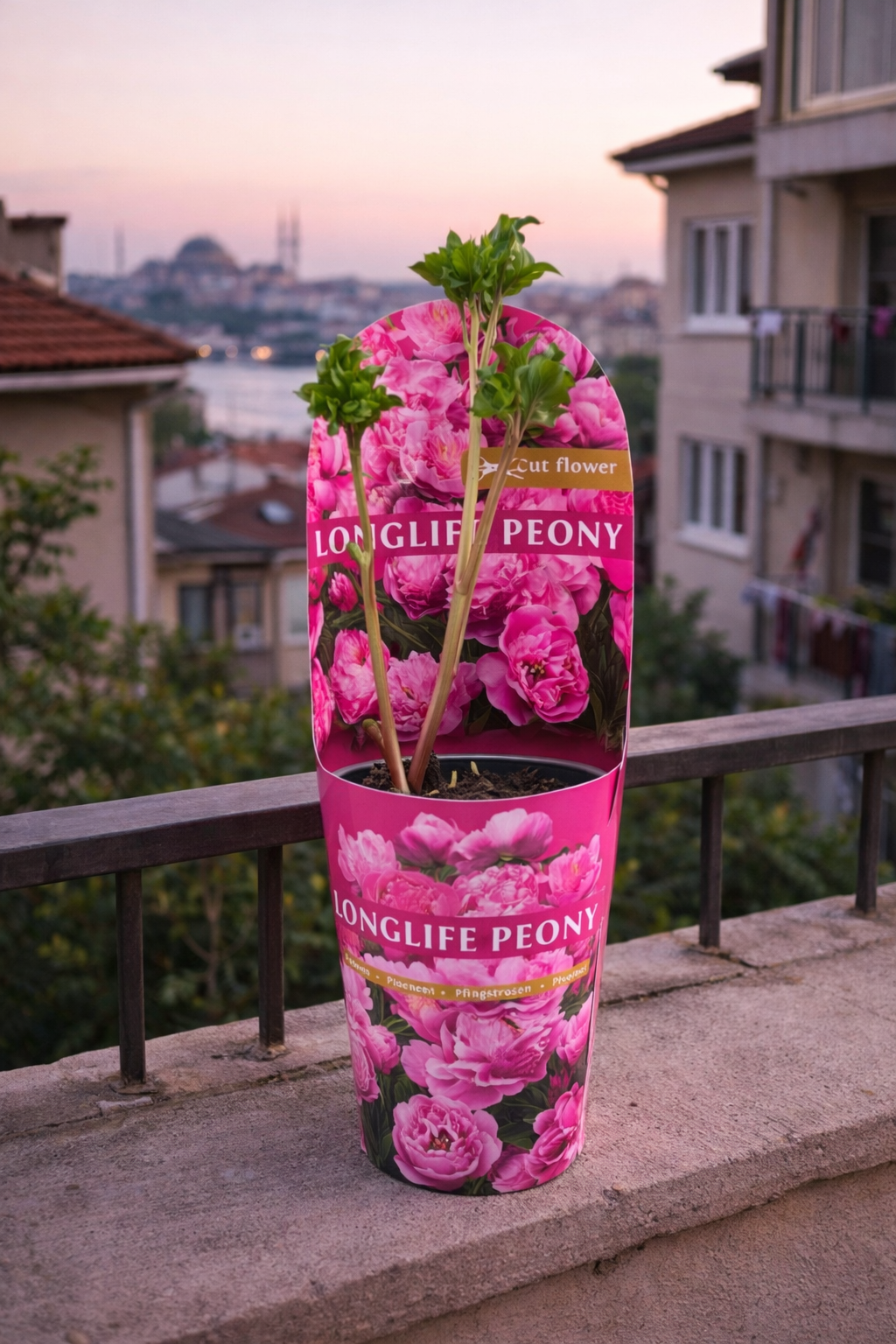 Saksıda Şakayık (Peony Pembe)