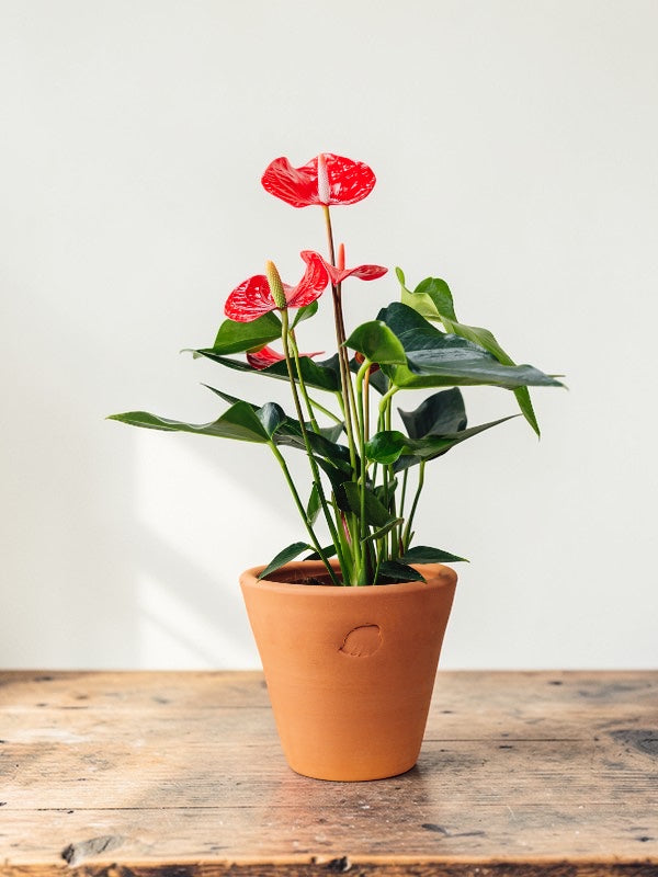 Flamingo XL Clay Çömlek Saksılı