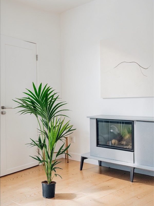 Kentia (130cm)