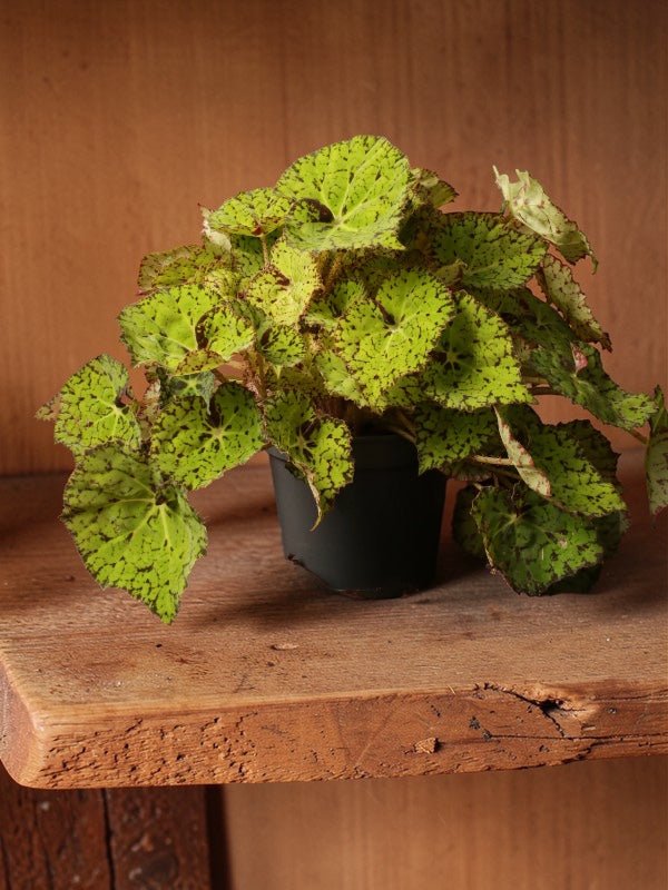 Beleaf